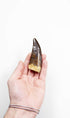 real fossil dinosaur carcharodontosaurus tooth for sale at the uk fossil store 29