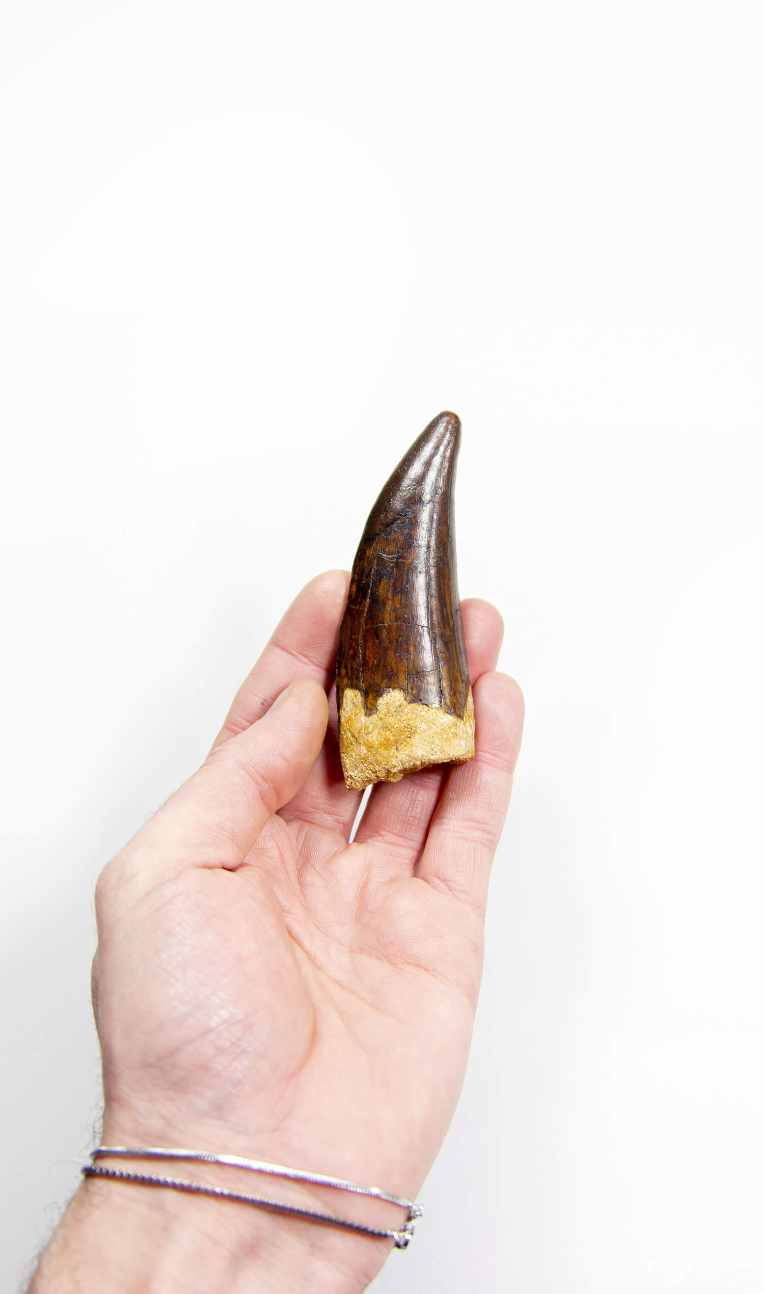 real fossil dinosaur carcharodontosaurus tooth for sale at the uk fossil store 30