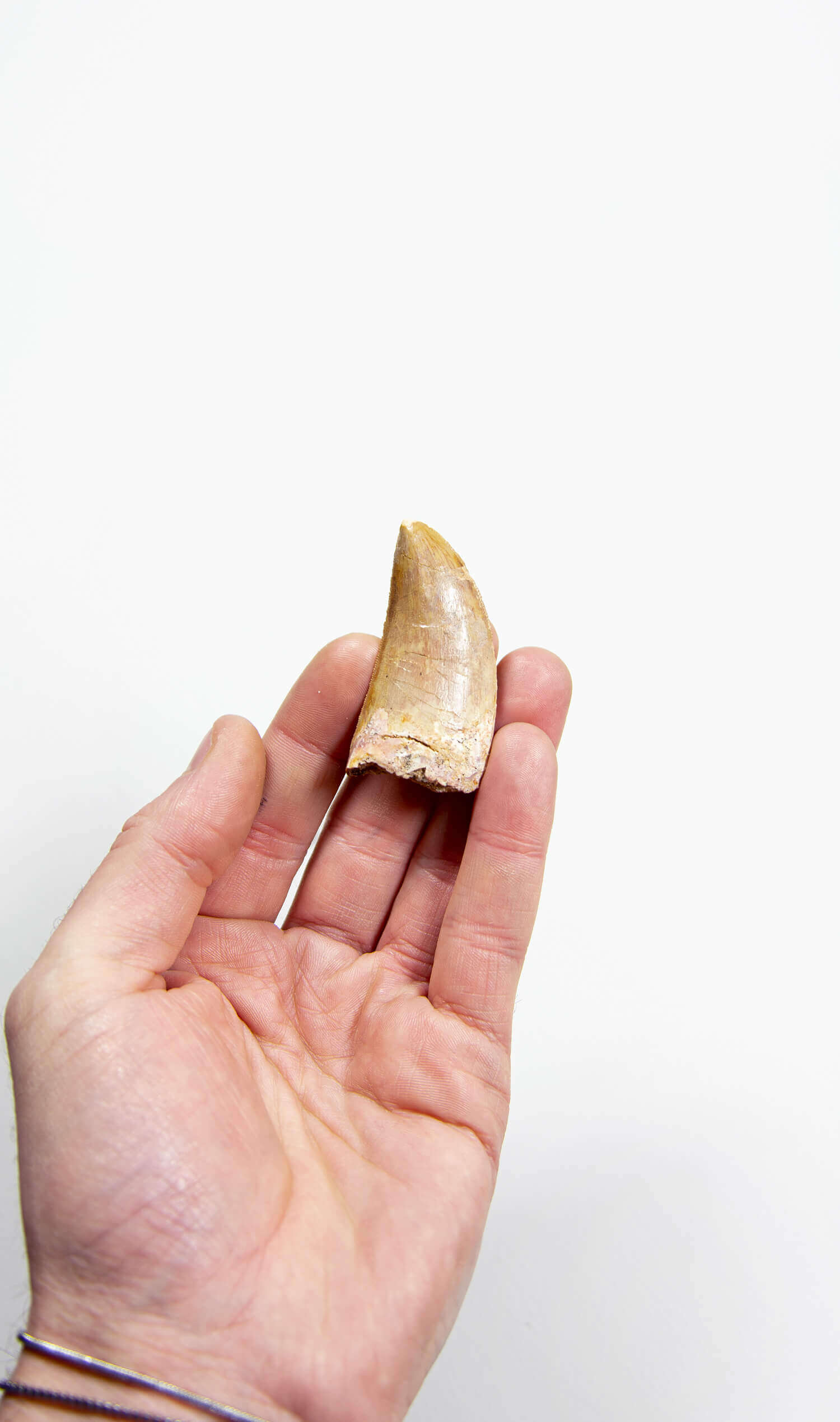 real fossil dinosaur carcharodontosaurus tooth for sale at the uk fossil store 35