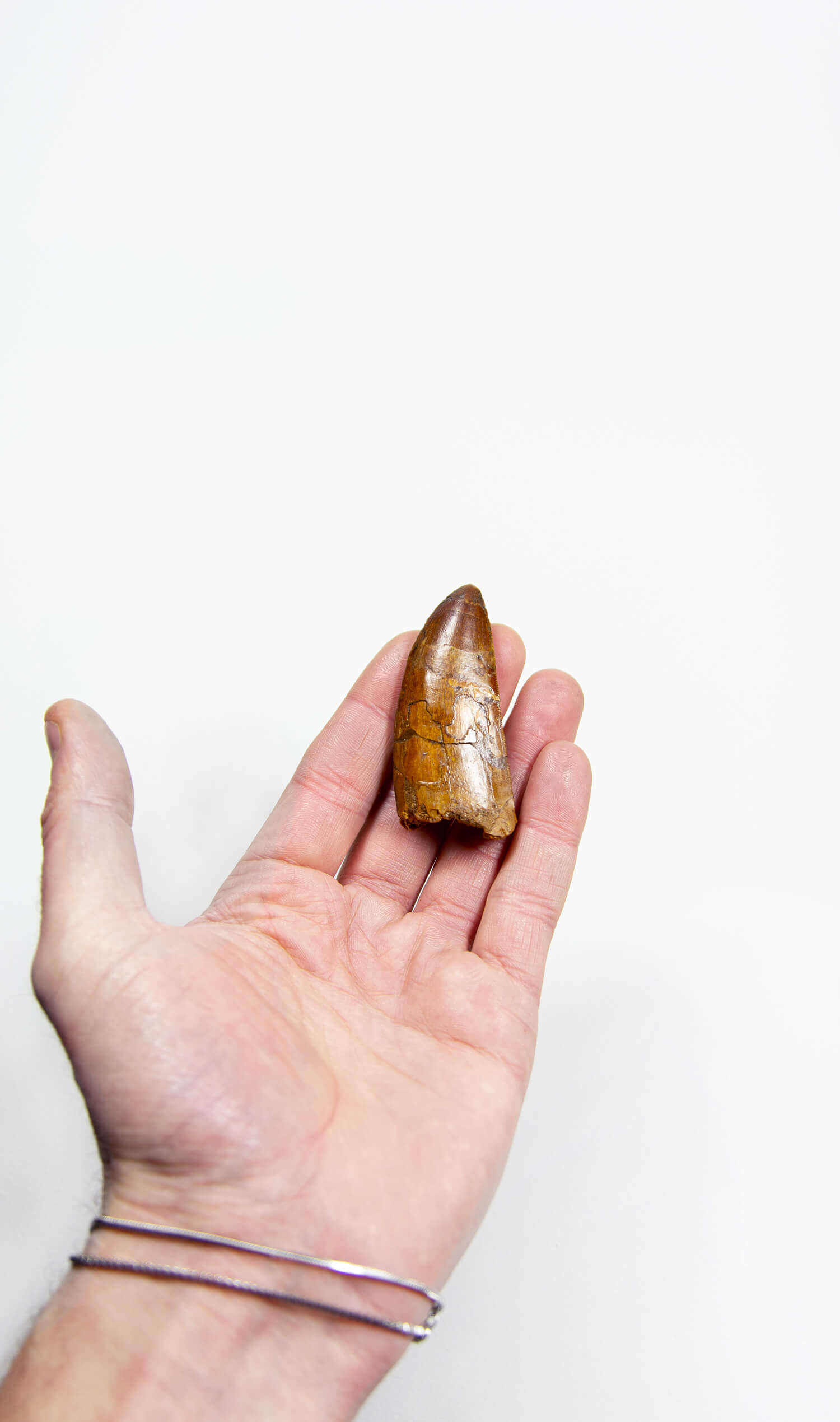 real fossil dinosaur carcharodontosaurus tooth for sale at the uk fossil store 39