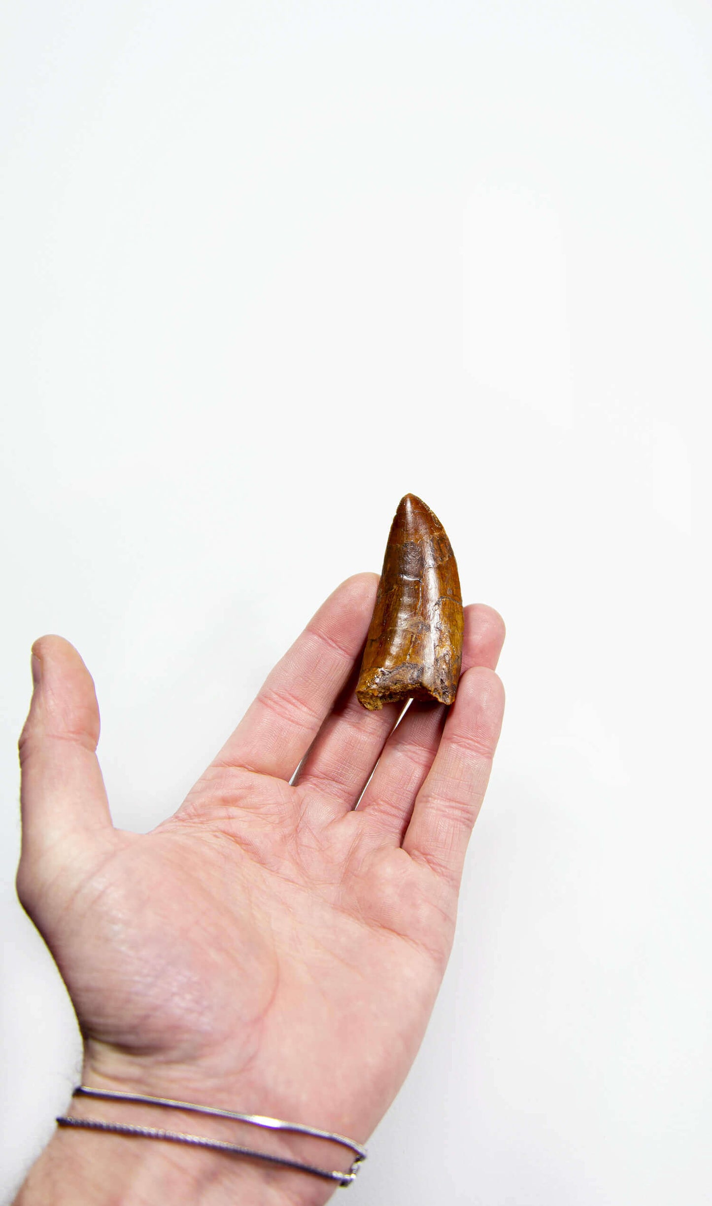 real fossil dinosaur carcharodontosaurus tooth for sale at the uk fossil store 40