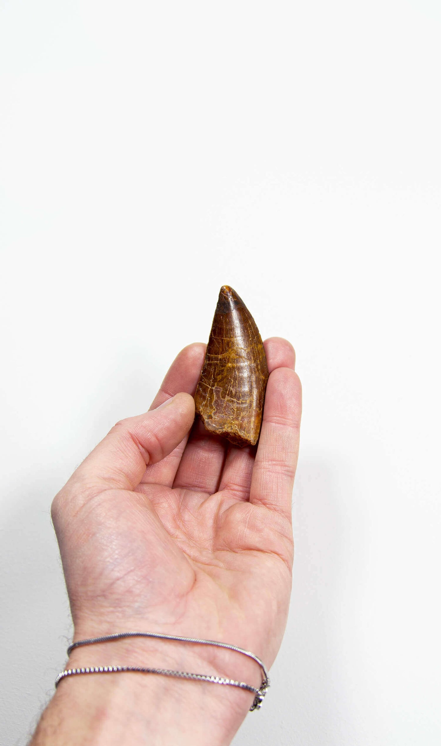 real fossil dinosaur carcharodontosaurus tooth for sale at the uk fossil store 41