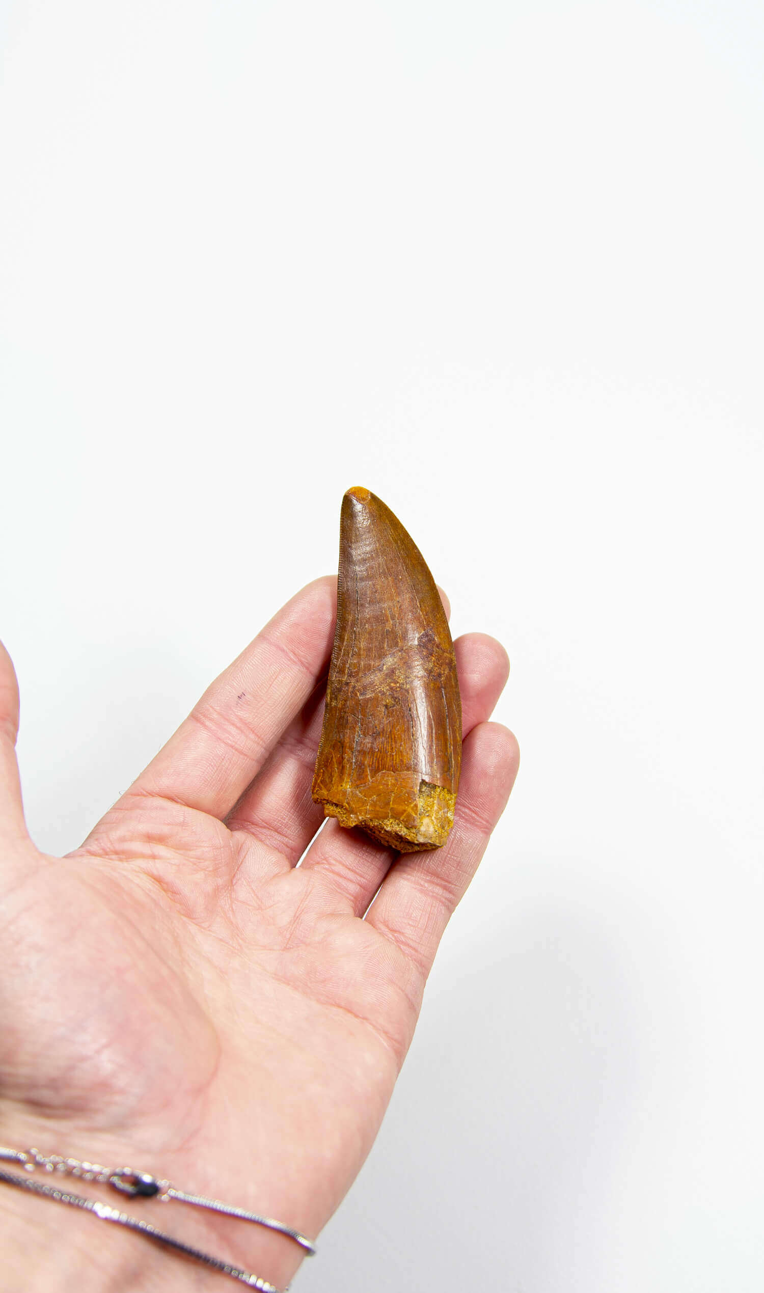 real fossil dinosaur carcharodontosaurus tooth for sale at the uk fossil store 48