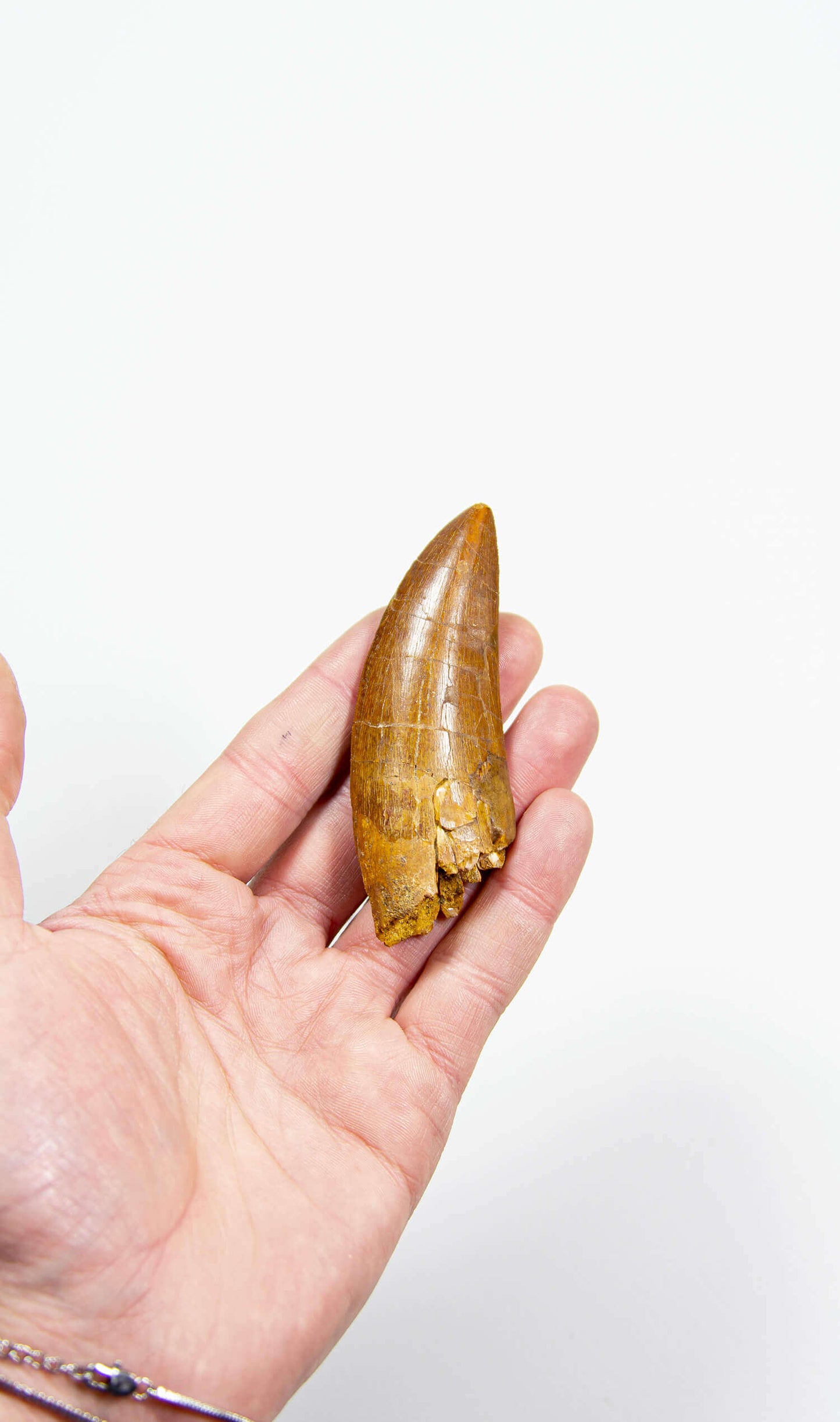 real fossil dinosaur carcharodontosaurus tooth for sale at the uk fossil store 55