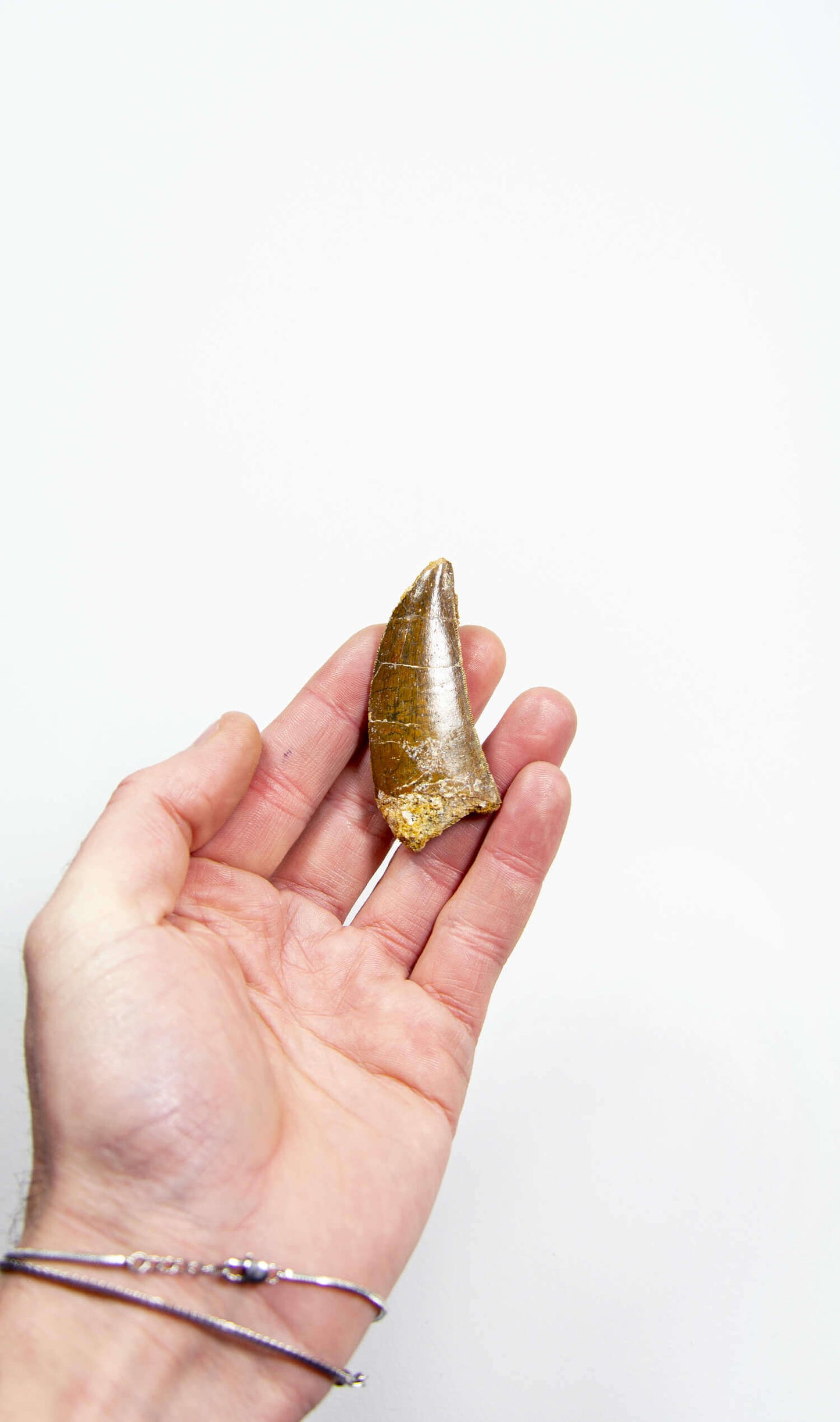 real fossil dinosaur carcharodontosaurus tooth for sale at the uk fossil store 62