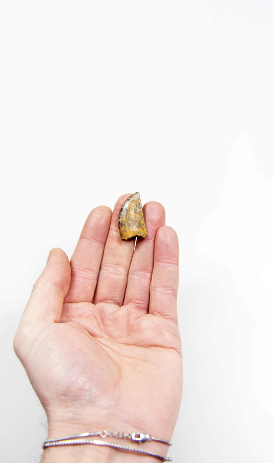 real fossil dinosaur carcharodontosaurus tooth for sale at the uk fossil store 66