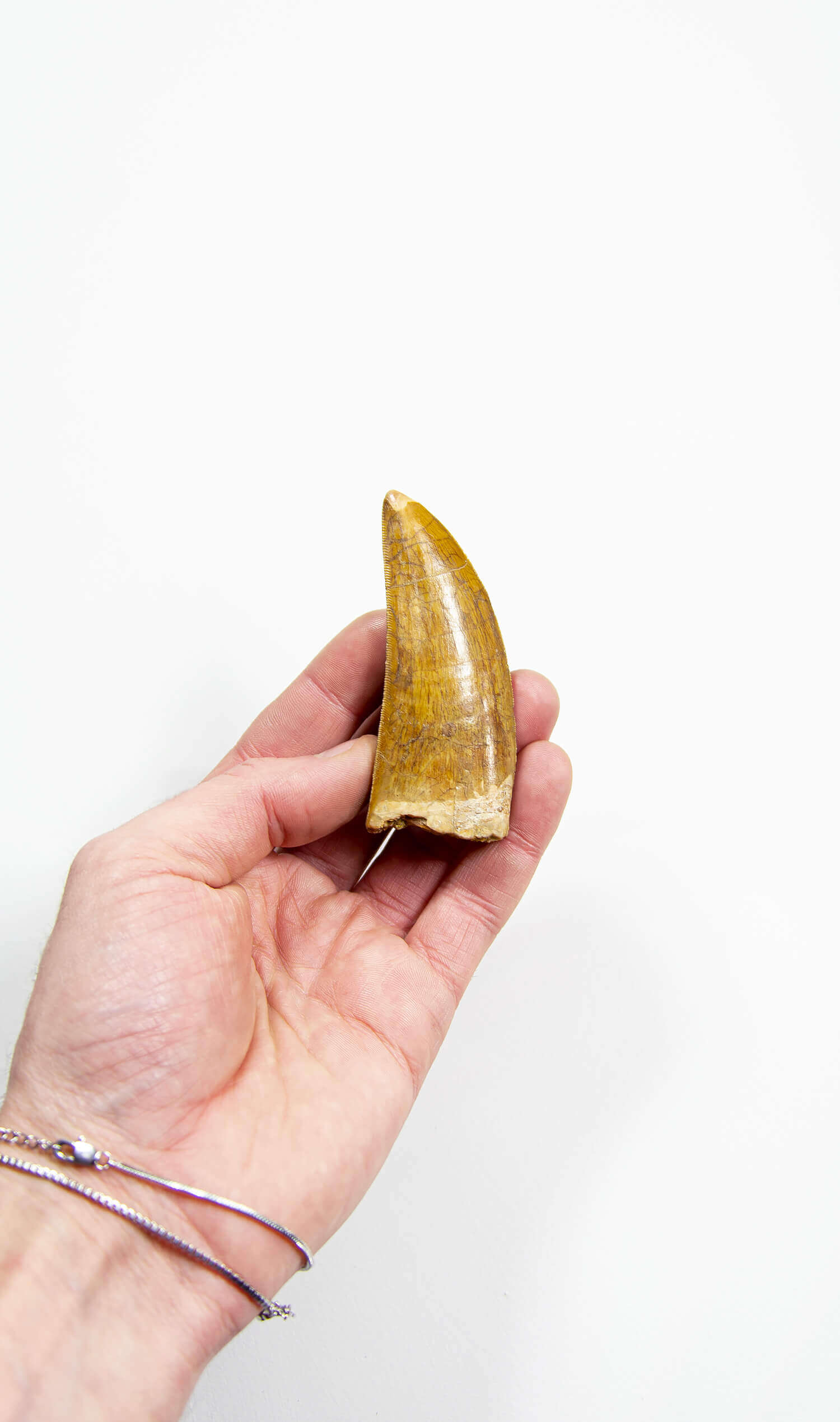 real fossil dinosaur carcharodontosaurus tooth for sale at the uk fossil store 69