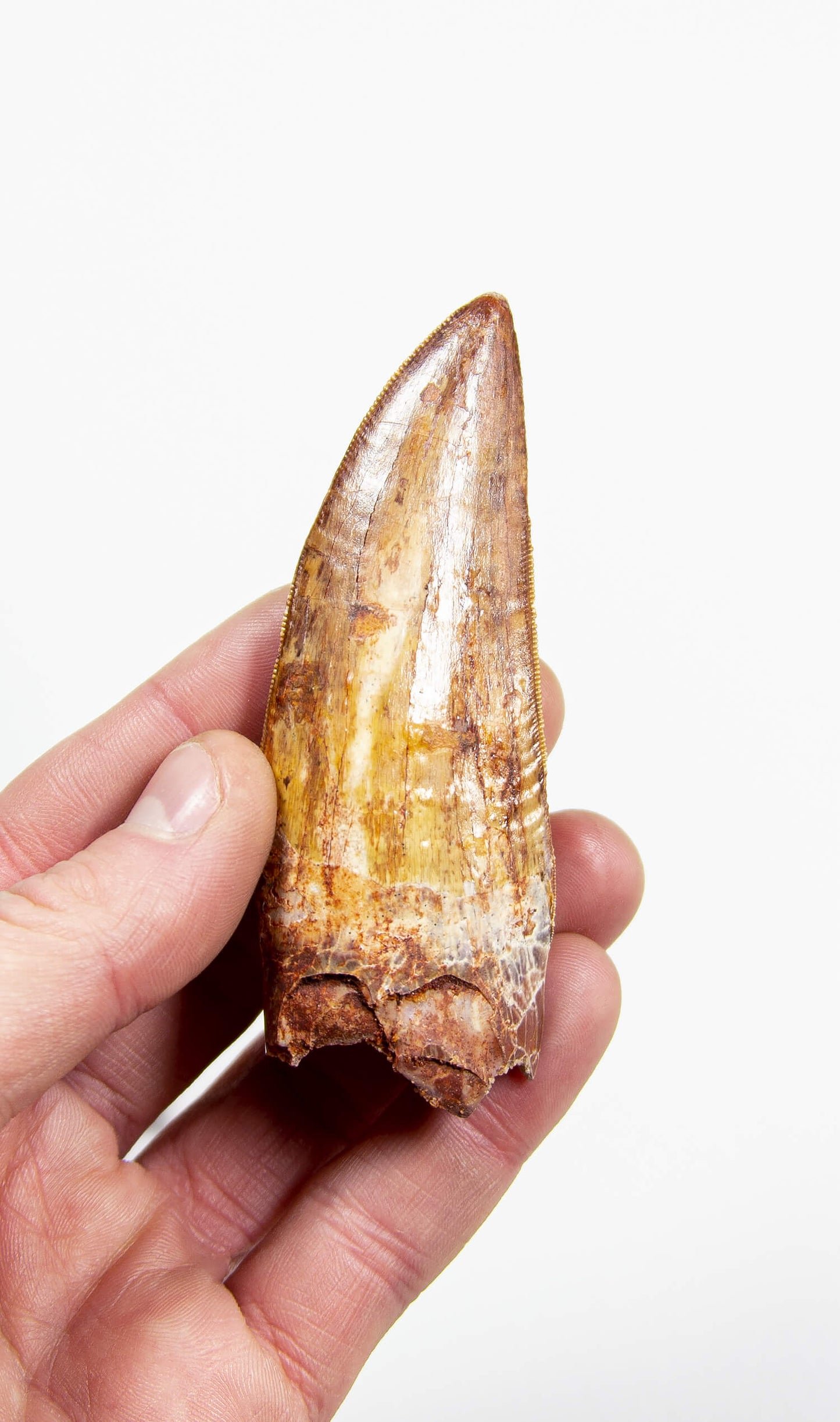 real fossil dinosaur carcharodontosaurus tooth for sale at the uk fossil store 72