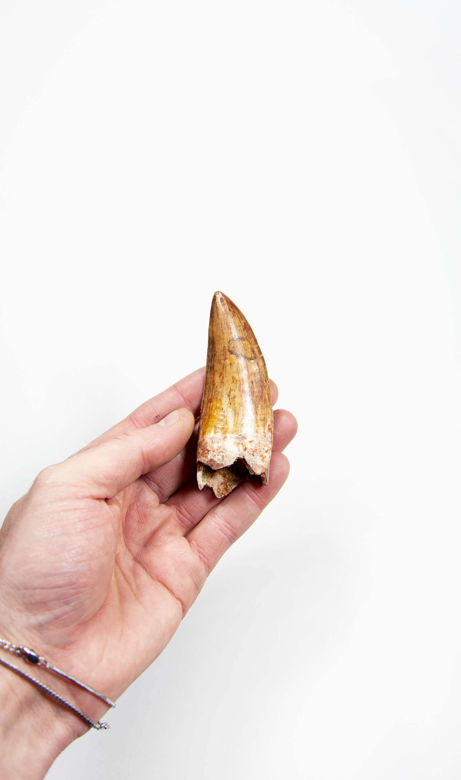 real fossil dinosaur carcharodontosaurus tooth for sale at the uk fossil store 73