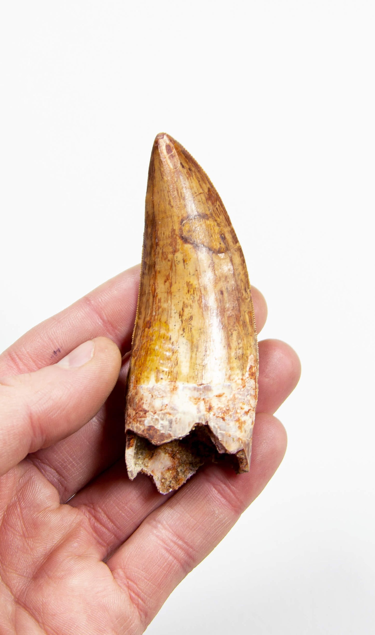 real fossil dinosaur carcharodontosaurus tooth for sale at the uk fossil store 74