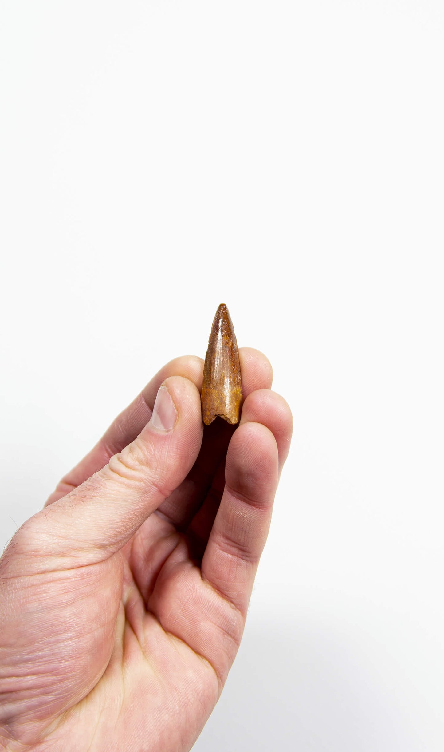 fossil dinosaur spinosaurus tooth for sale at the uk fossil store 78