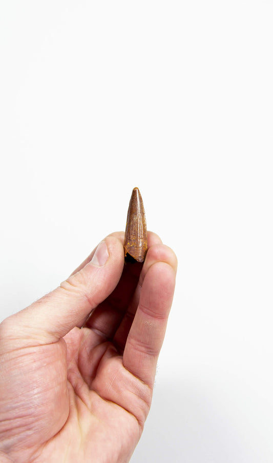 fossil dinosaur spinosaurus tooth for sale at the uk fossil store 79