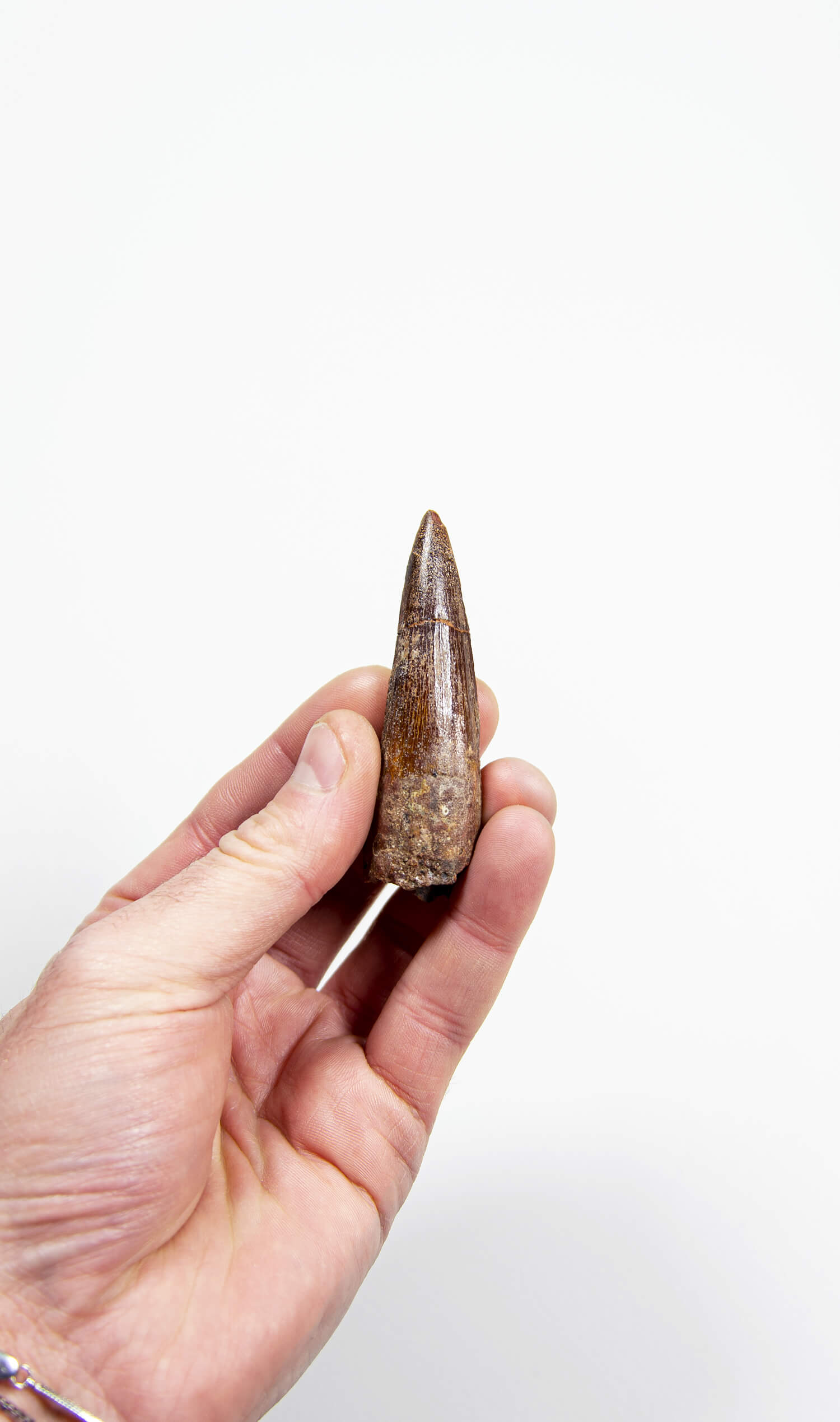 fossil dinosaur spinosaurus tooth for sale at the uk fossil store 82