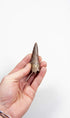 fossil dinosaur spinosaurus tooth for sale at the uk fossil store 83