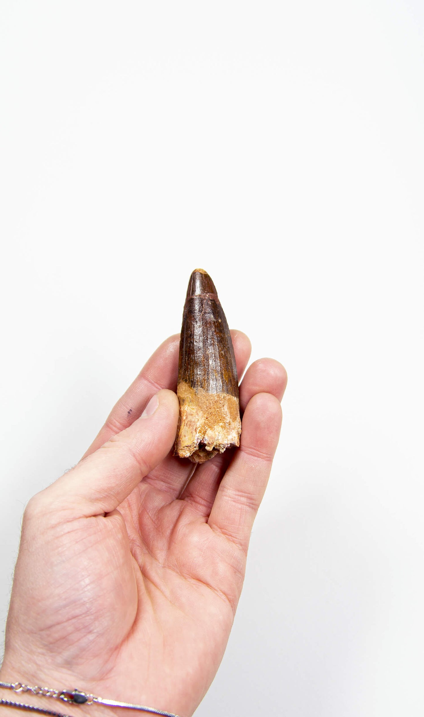 fossil dinosaur spinosaurus tooth for sale at the uk fossil store 89