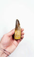 fossil dinosaur spinosaurus tooth for sale at the uk fossil store 98