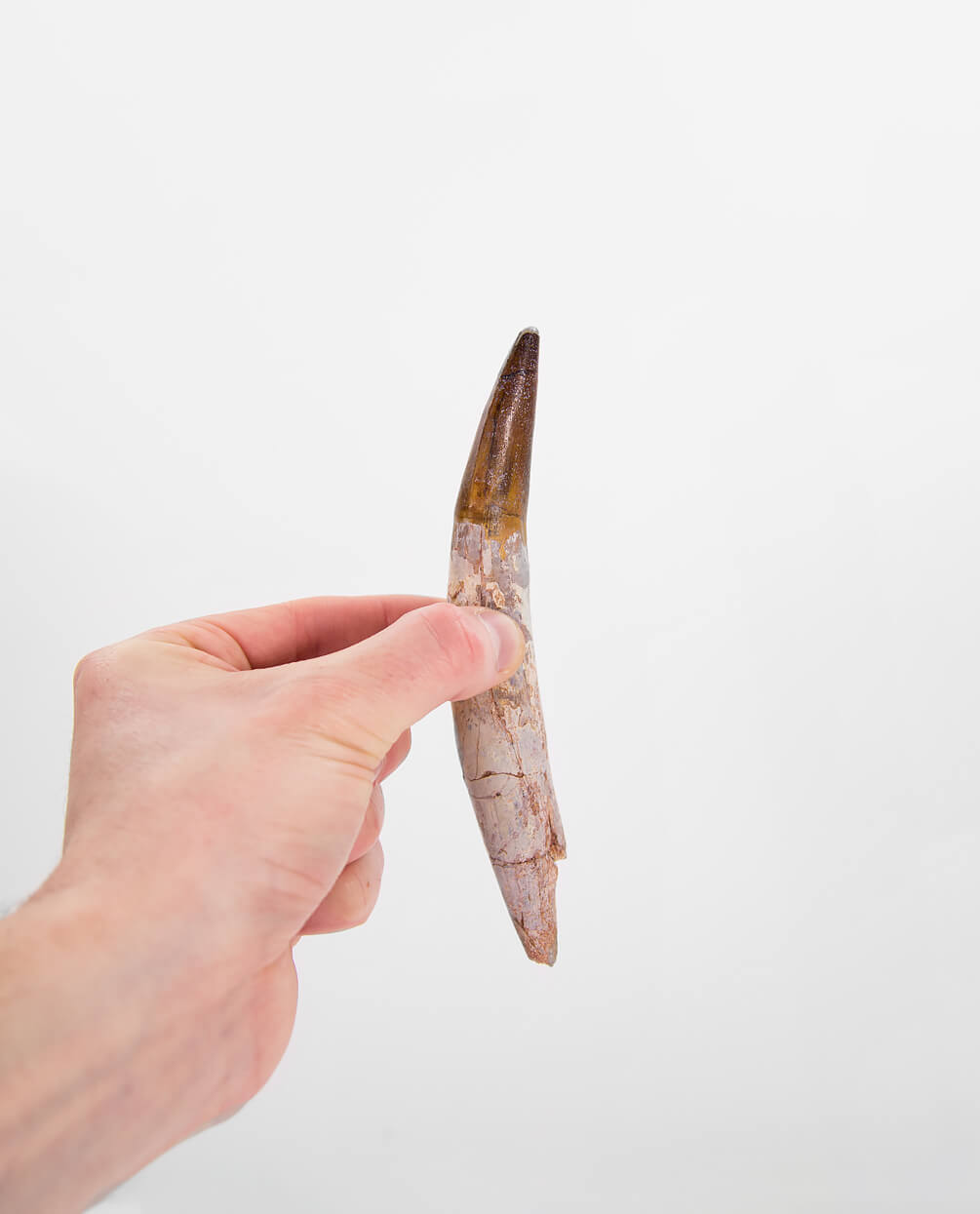 Scientifically important Spinosaurus aegyptiacus dinosaur fossil tooth for sale measuring 158mm at THE FOSSIL STORE