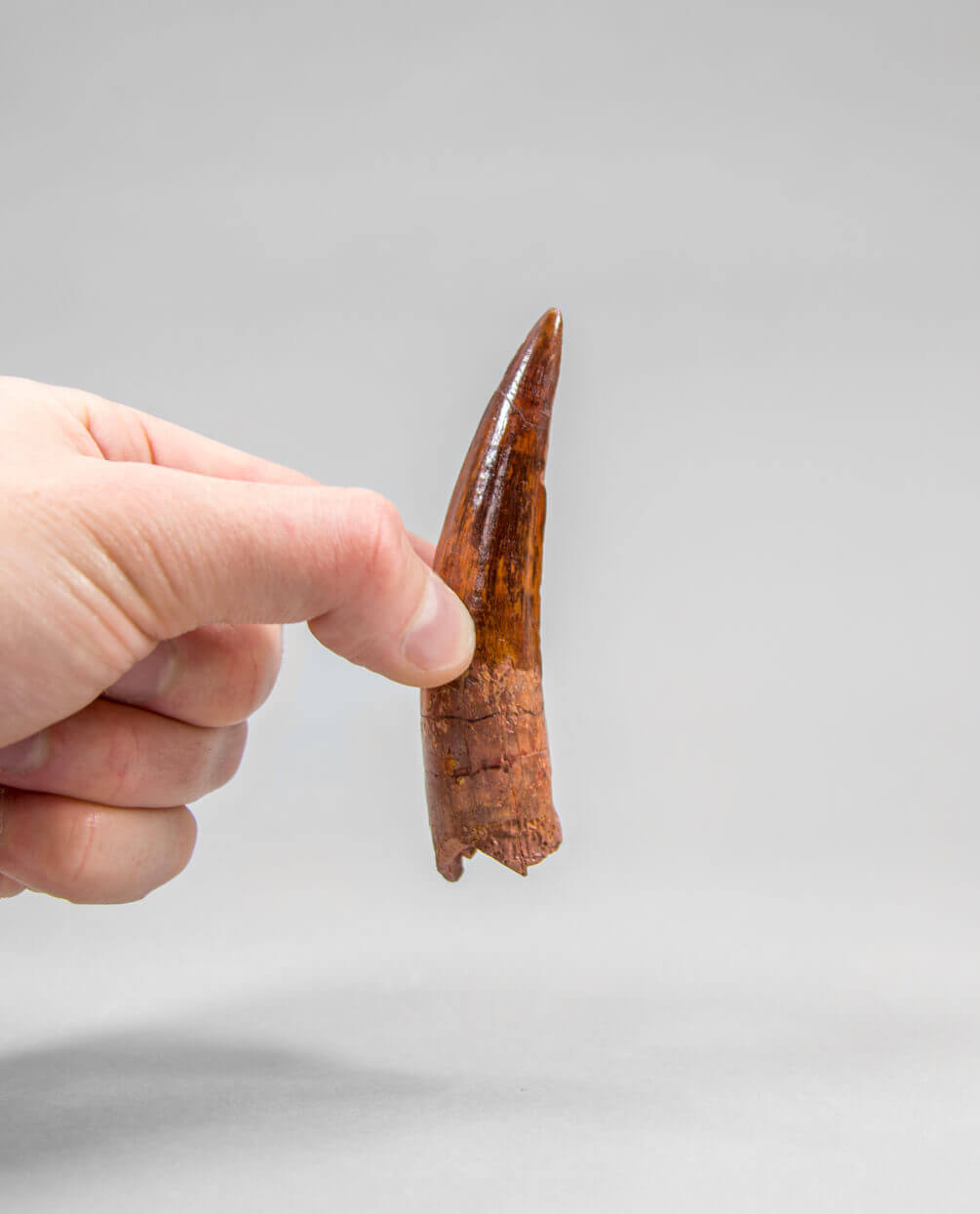 Scientifically important Spinosaurus aegyptiacus dinosaur fossil tooth for sale measuring 98mm at THE FOSSIL STORE