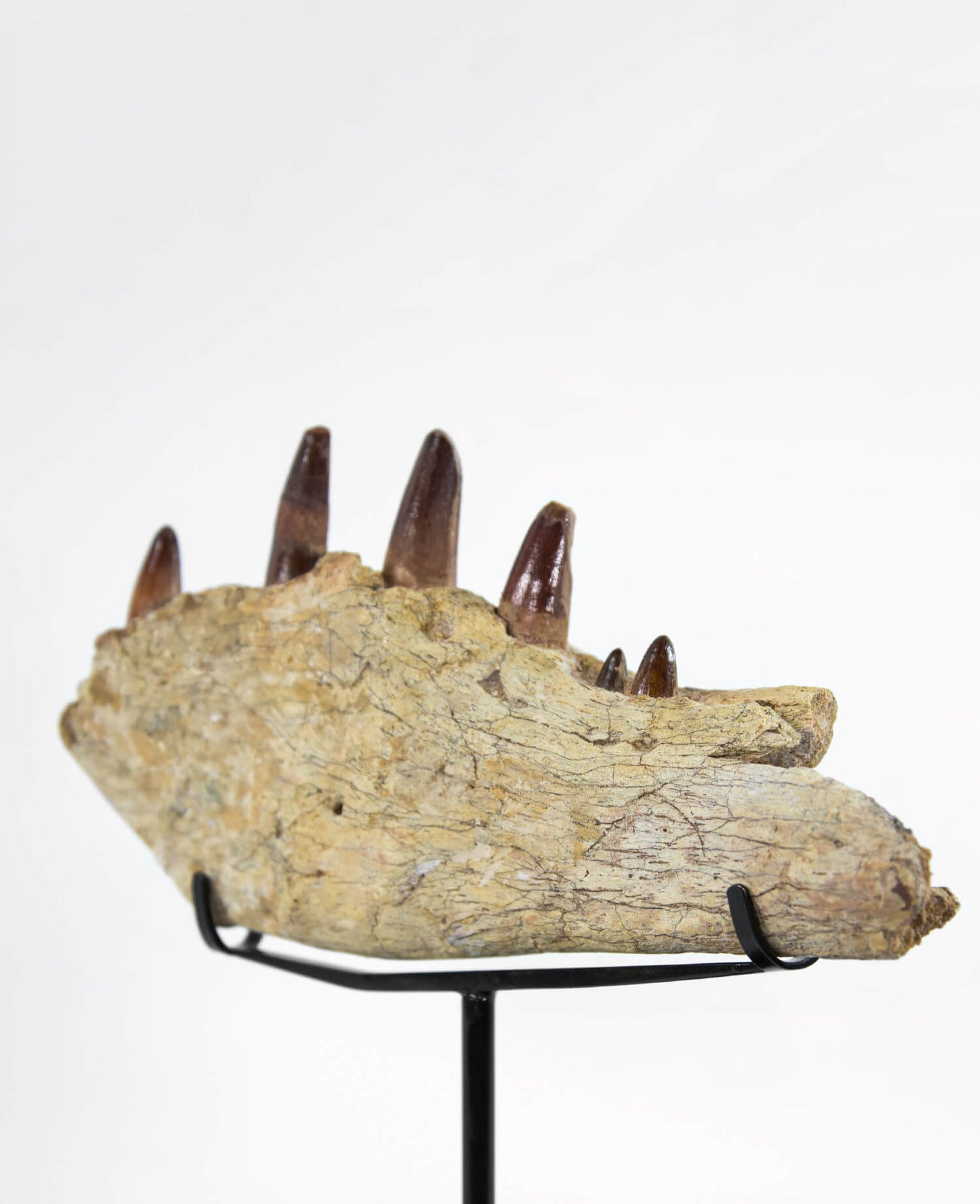 A stunning museum-standard and rare fossil Spinosaurus aegyptiacus dinosaur jaw for luxury spaces out there!