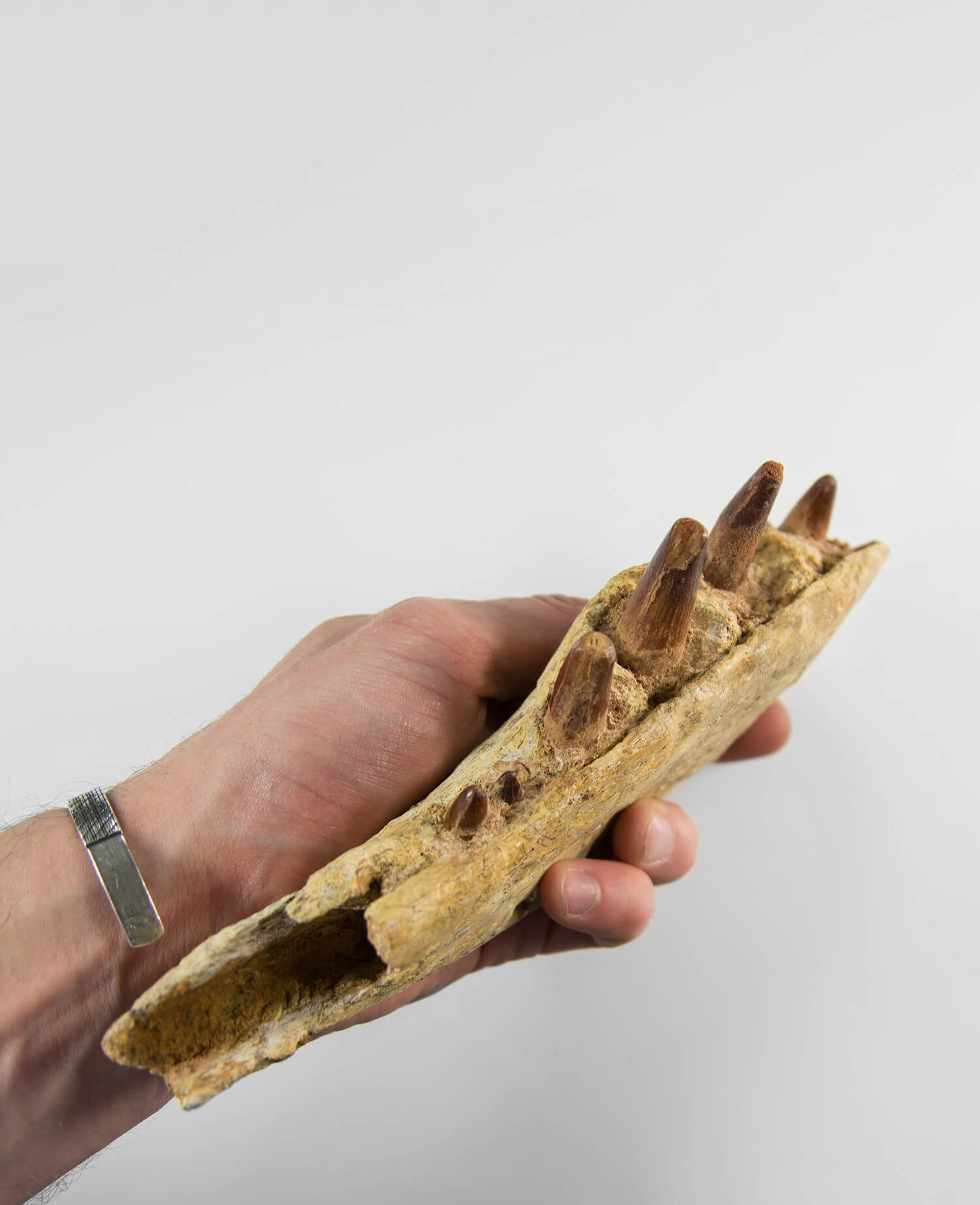 A stunning museum-standard and rare fossil Spinosaurus aegyptiacus dinosaur jaw for luxury spaces out there!