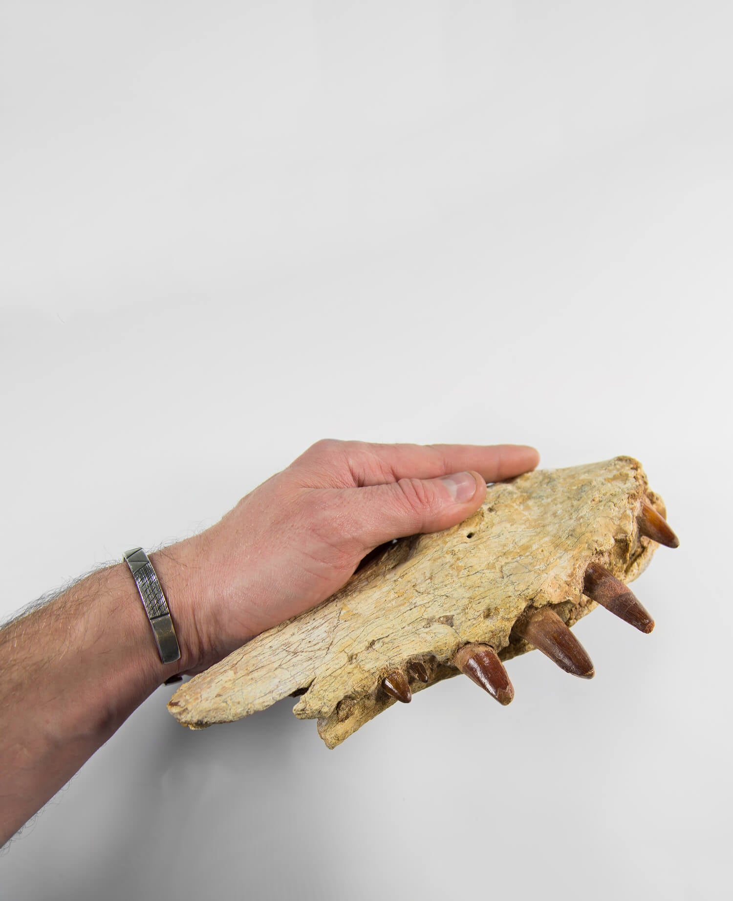 A stunning museum-standard and rare fossil Spinosaurus aegyptiacus dinosaur jaw for luxury spaces out there!