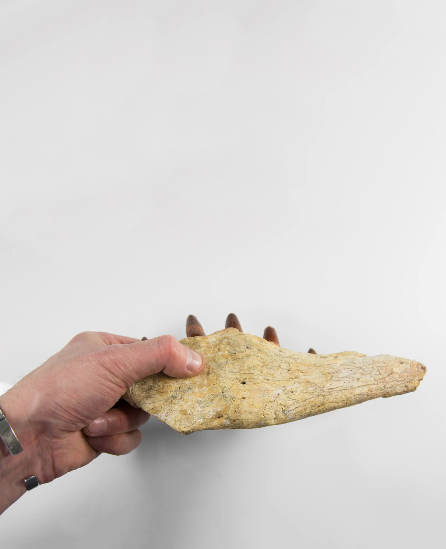 A stunning museum-standard and rare fossil Spinosaurus aegyptiacus dinosaur jaw for luxury spaces out there!