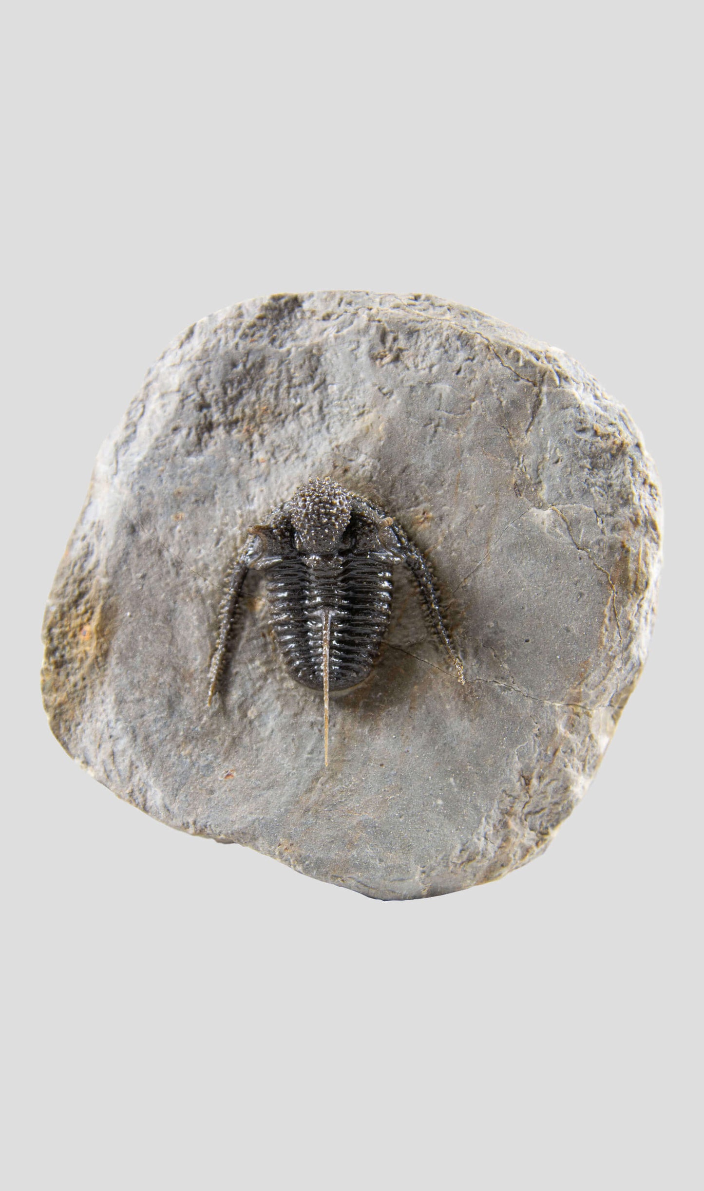 A very nice authentic rare spiny trilobite fossil for sale 99