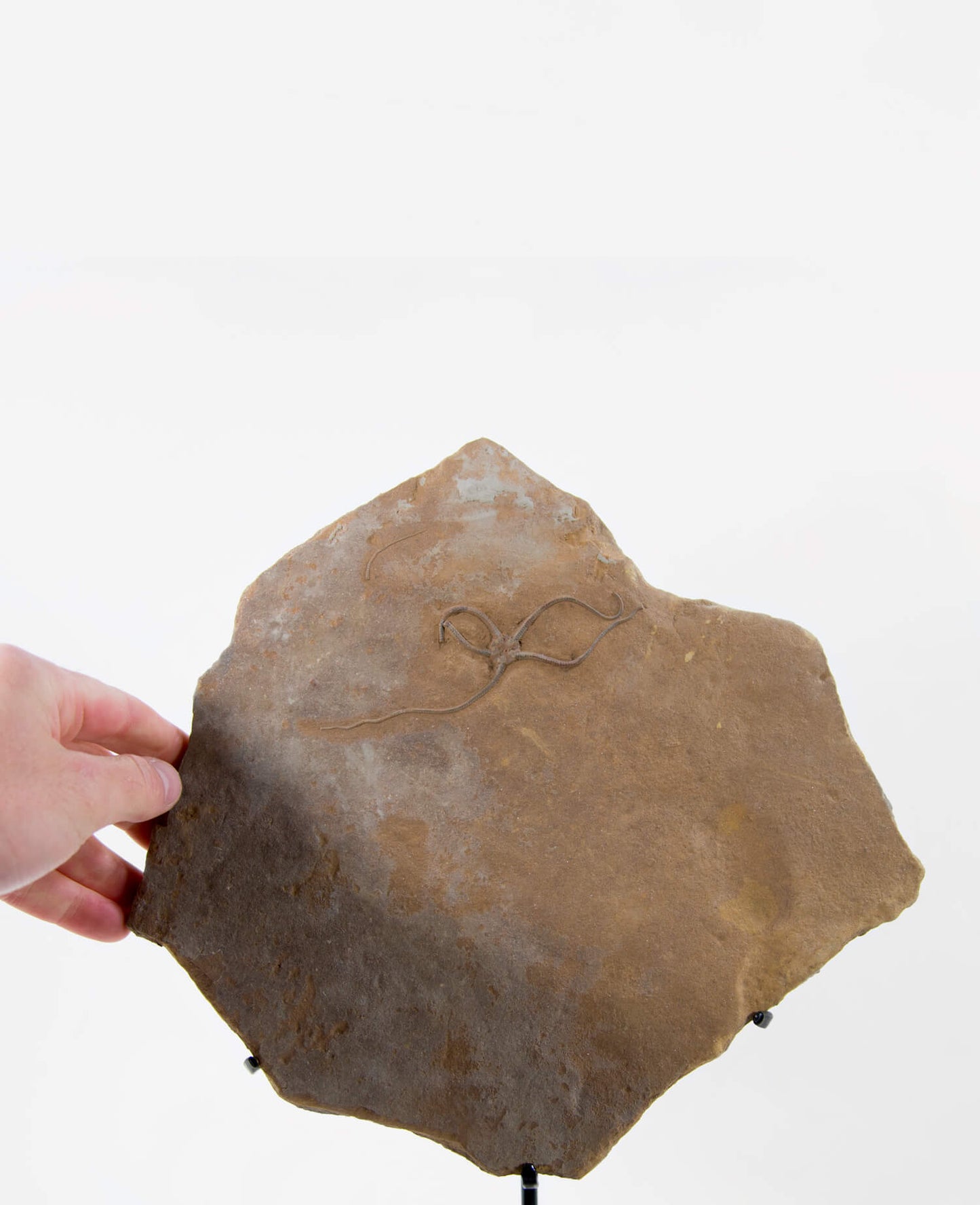 A scientifically important Brittle Paleocoma starfish fossil for sale measuring 370mm at THE FOSSIL STORE