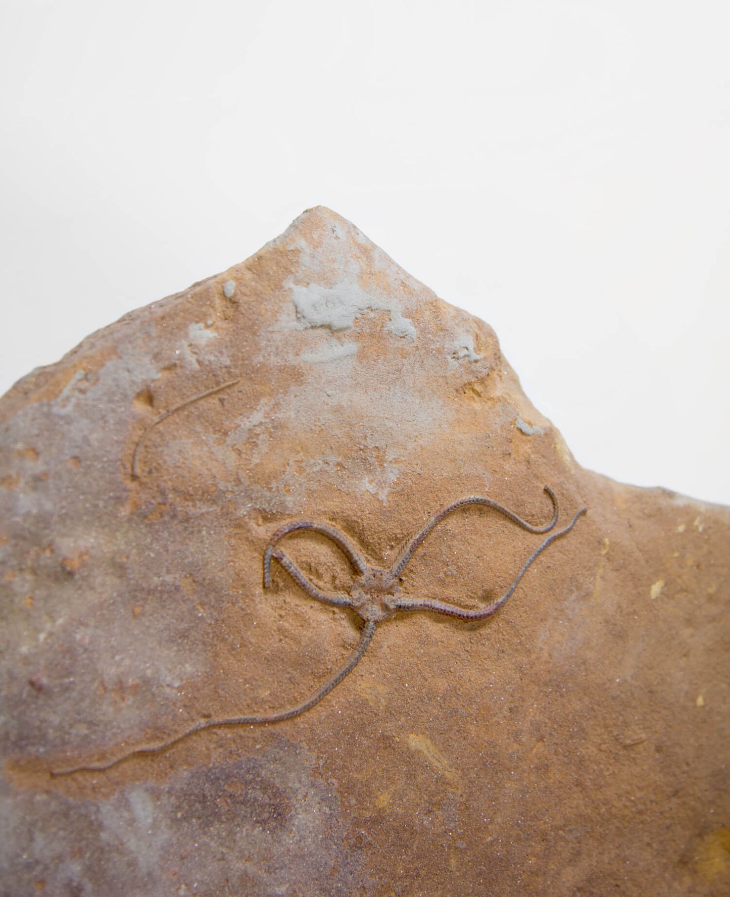 A scientifically important Brittle Paleocoma starfish fossil for sale measuring 370mm at THE FOSSIL STORE