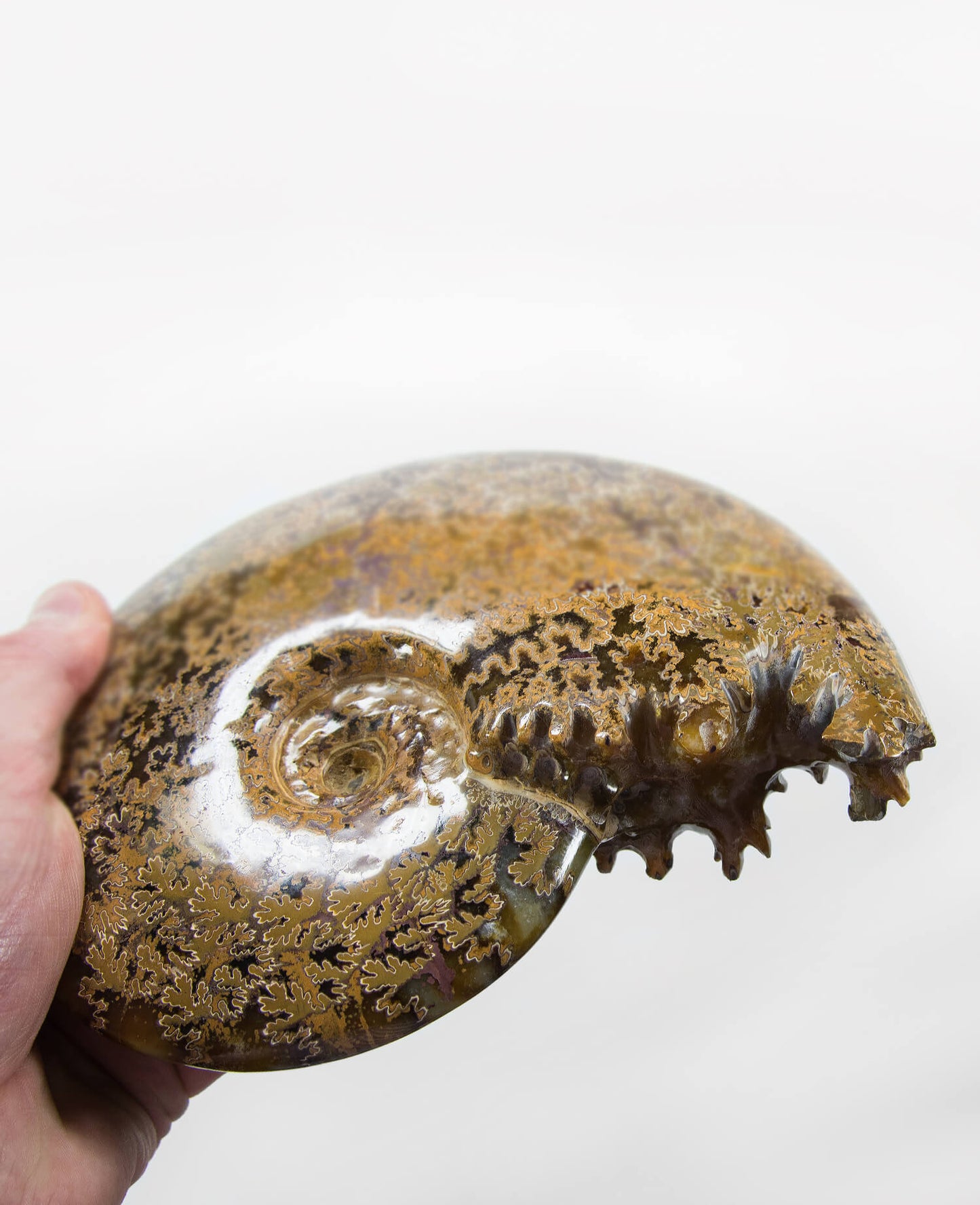 Beautifully presented Cleoniceras sutured ammonite fossil for sale measuring 182mm on a custom designed bronze stand