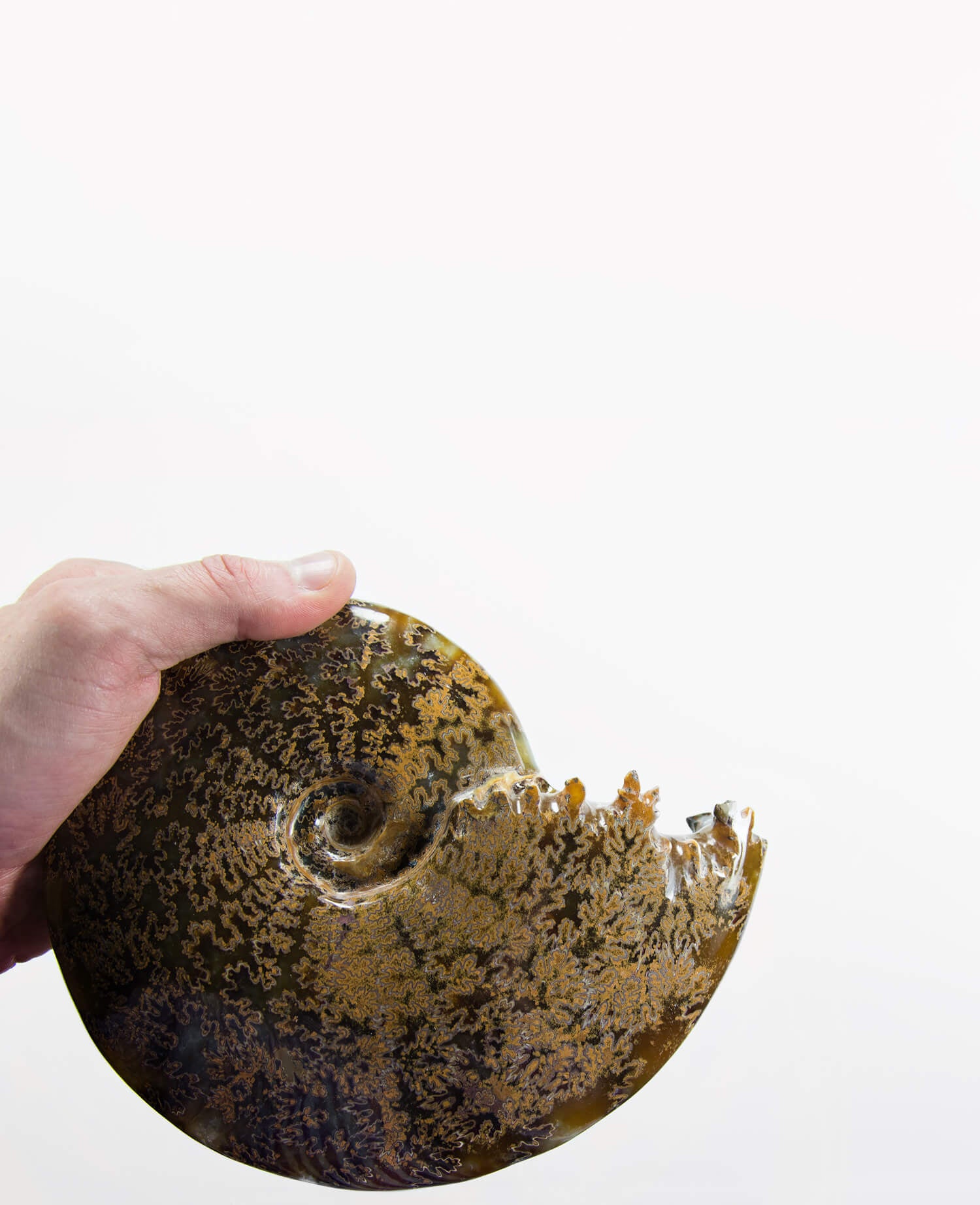 Beautifully presented Cleoniceras sutured ammonite fossil for sale measuring 182mm on a custom designed bronze stand