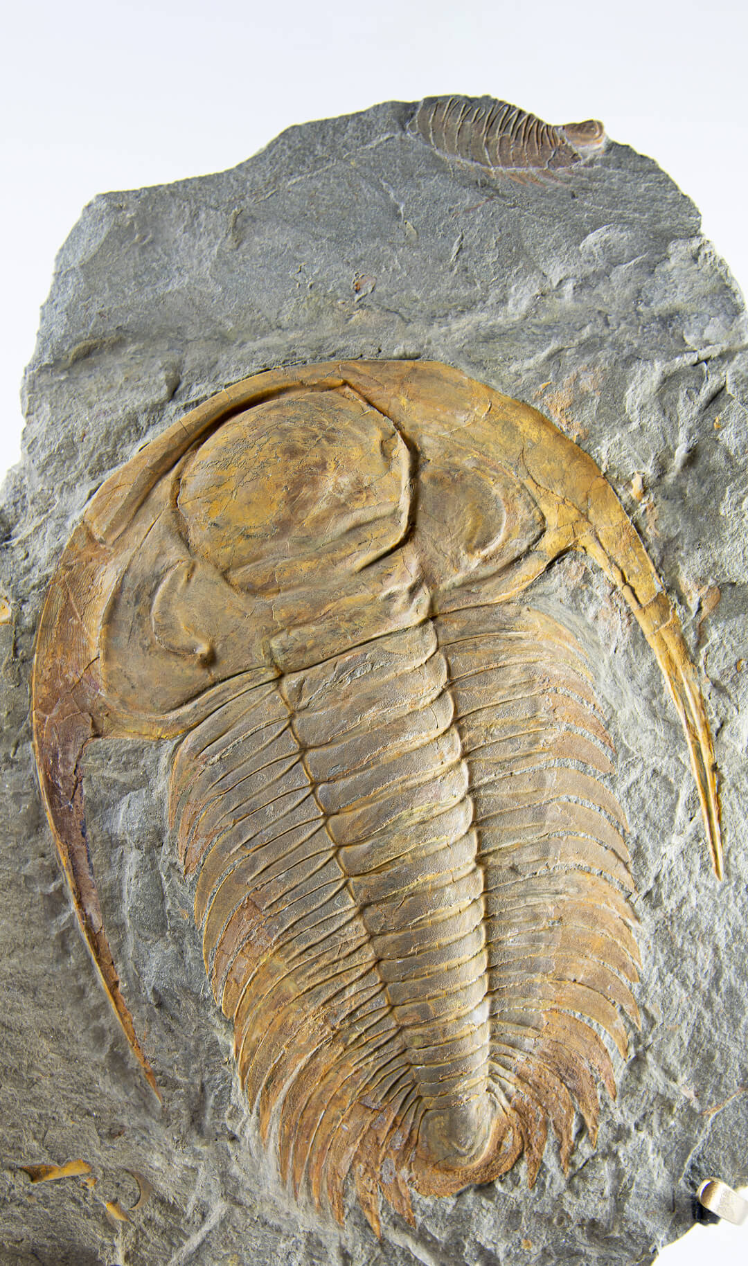 rare paradoxide trilobite for sale on bronze stand at the uk fossil store 5