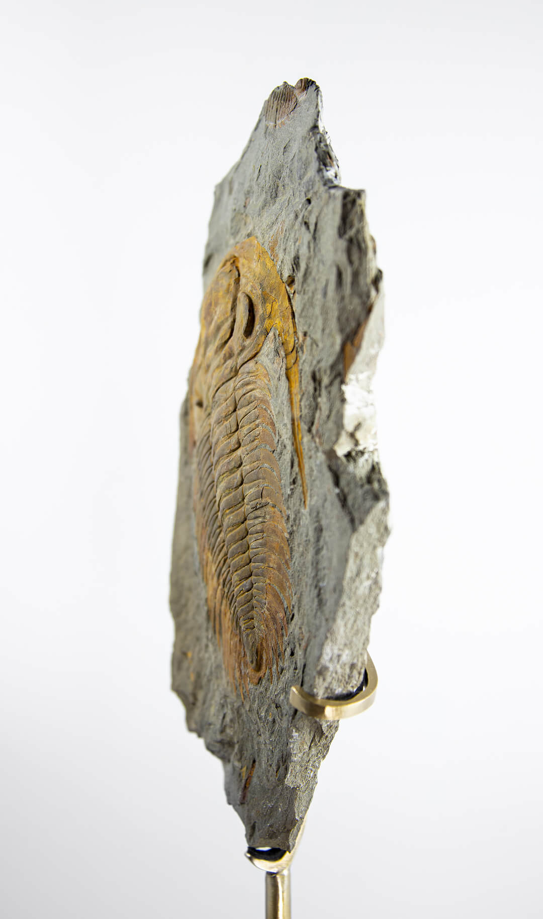 rare paradoxide trilobite for sale on bronze stand at the uk fossil store 7