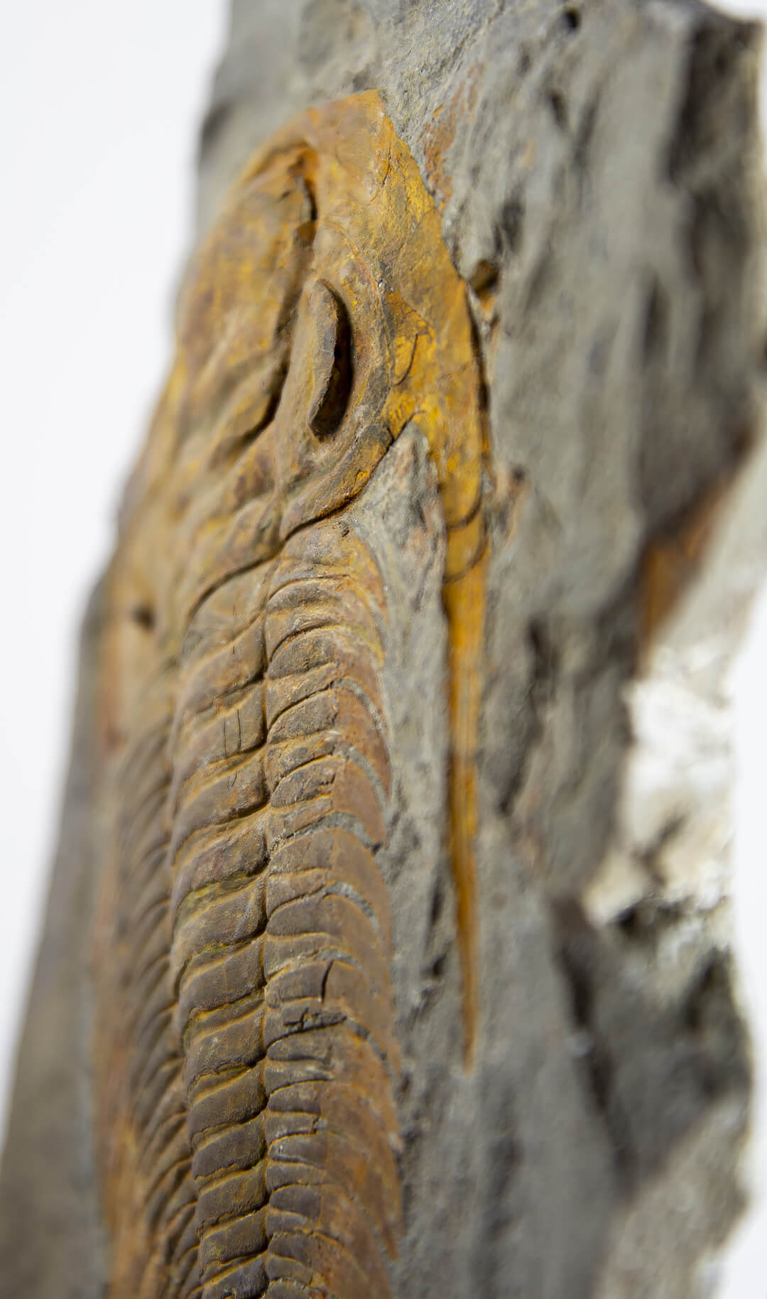 rare trilobite for sale on bronze stand at the uk fossil store 8