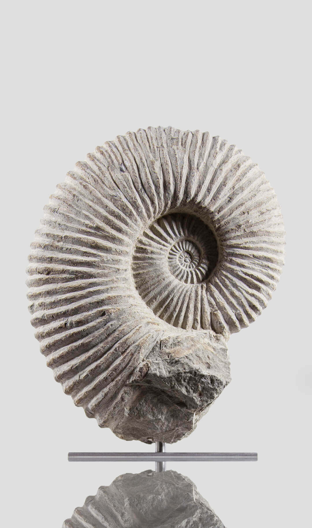 mantelliceras ammonite for sale on stainless steel swivel stand 01