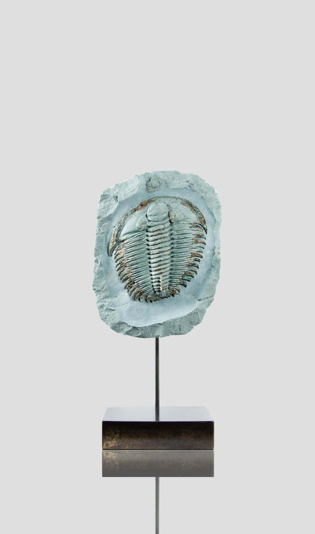 Fossil trilobites for sale on brass stands for interiors at the fossil store 156