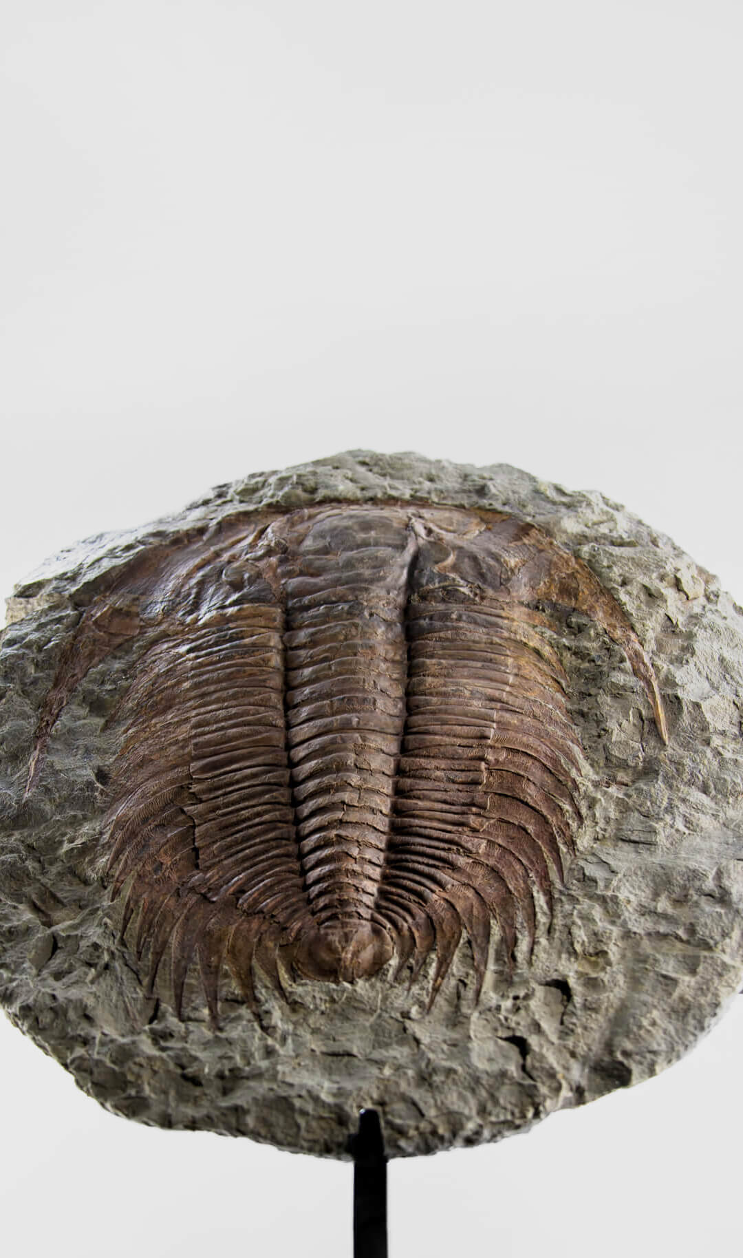 Fossil trilobites for sale on bronze stands at the fossil store 6