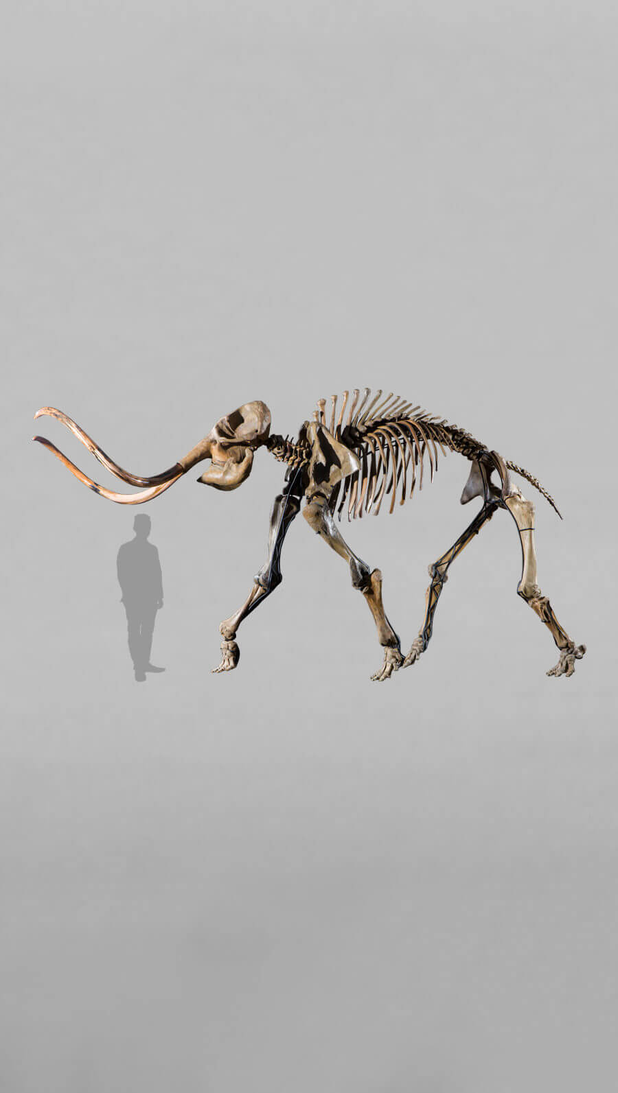 stunning fossil woolly mammoth skeleton for sale at the uk fossil shop 25