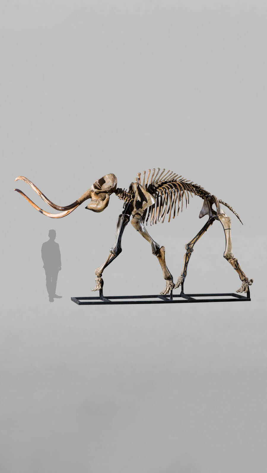 stunning fossil woolly mammoth skeleton for sale at the uk fossil shop 28