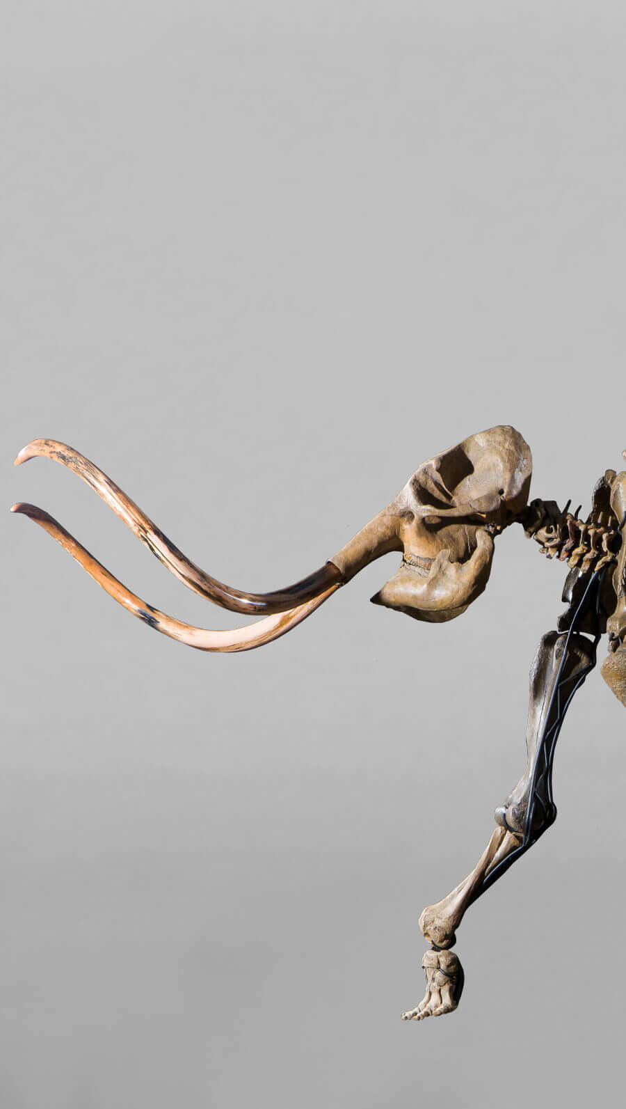 stunning fossil woolly mammoth skeleton for sale at the uk fossil shop 30