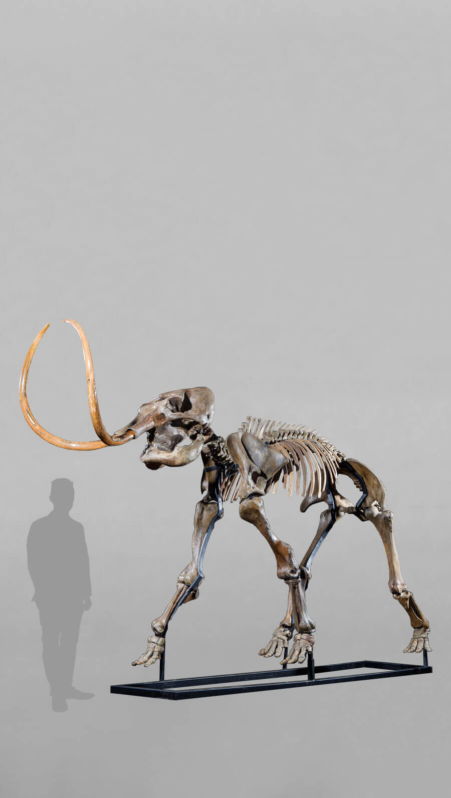 stunning fossil woolly mammoth skeleton for sale at the uk fossil shop 22