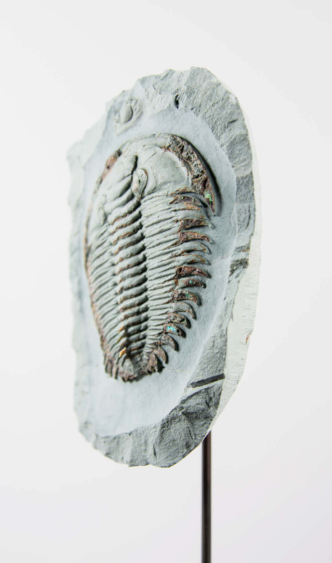 Fossil trilobites for sale on bronze stands for interiors at the fossil store 14