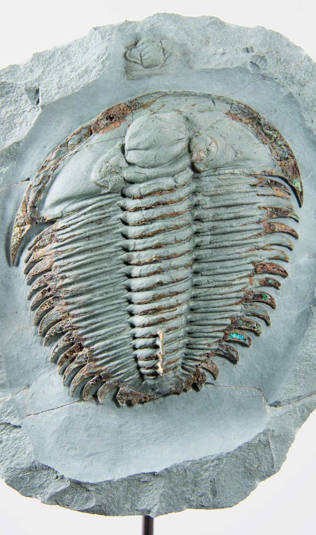 Fossil trilobites for sale on bronze stands for interiors at the fossil store 17