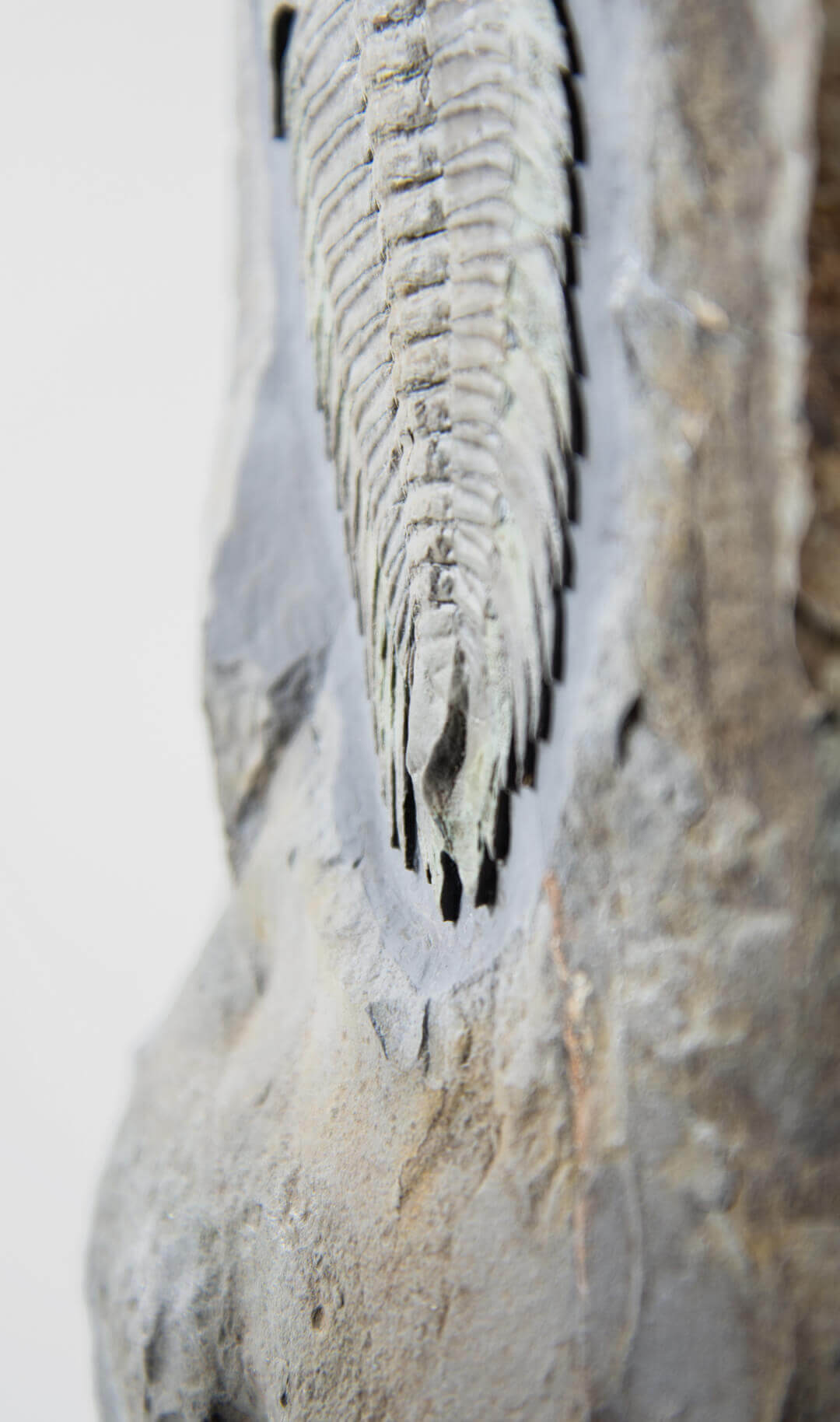 Fossil trilobites for sale on brass stands for interiors at the fossil store 19