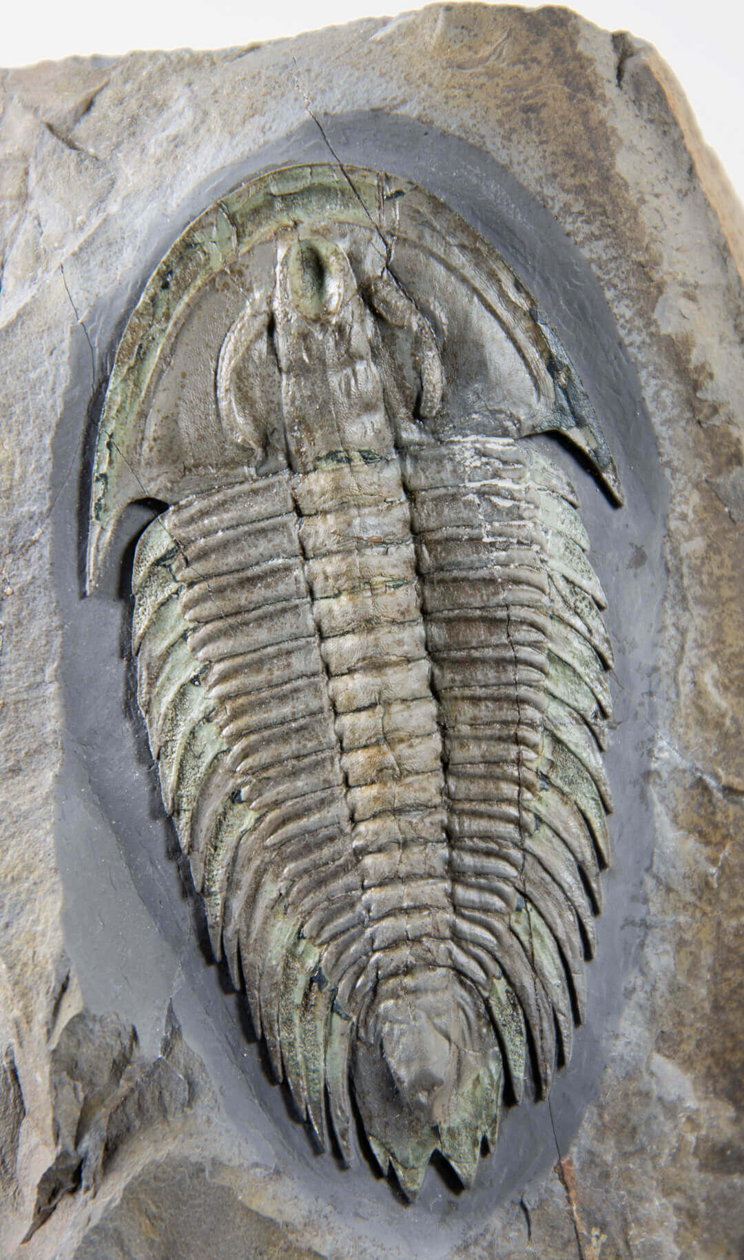 Fossil trilobites for sale on brass stands for interiors at the fossil store 28