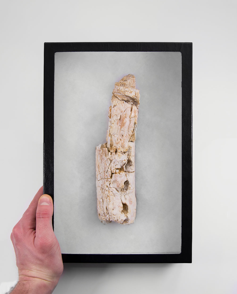 A scientifically important Elosuchus crocodile fossil jaw for sale measuring 214mm at THE FOSSIL STORE