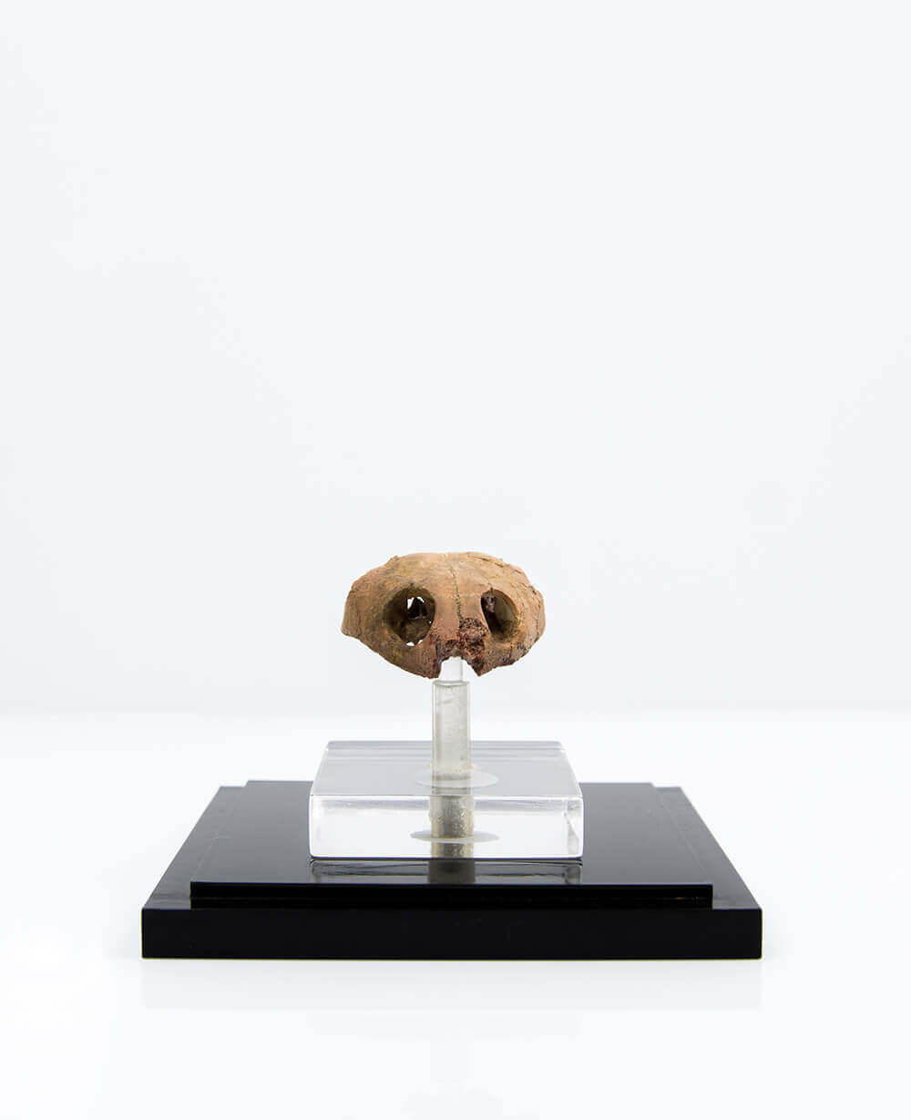 A rare side-neck Bothremydidae turtle skull fossil for sale on stainless steel pedestal now available at THE FOSSIL STORE