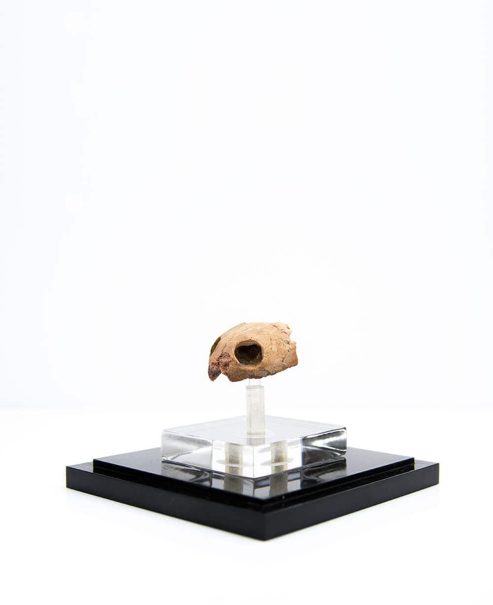 A rare side-neck Bothremydidae turtle skull fossil for sale on stainless steel pedestal now available at THE FOSSIL STORE