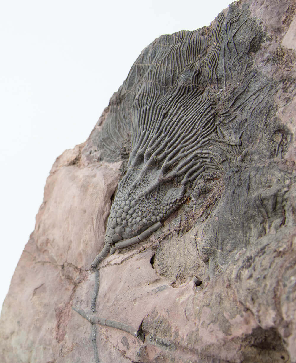 A museum-standard Scyphocrinites elegans crinoid fossil for sale measuring 2.1 feet on our custom designed bronze stand