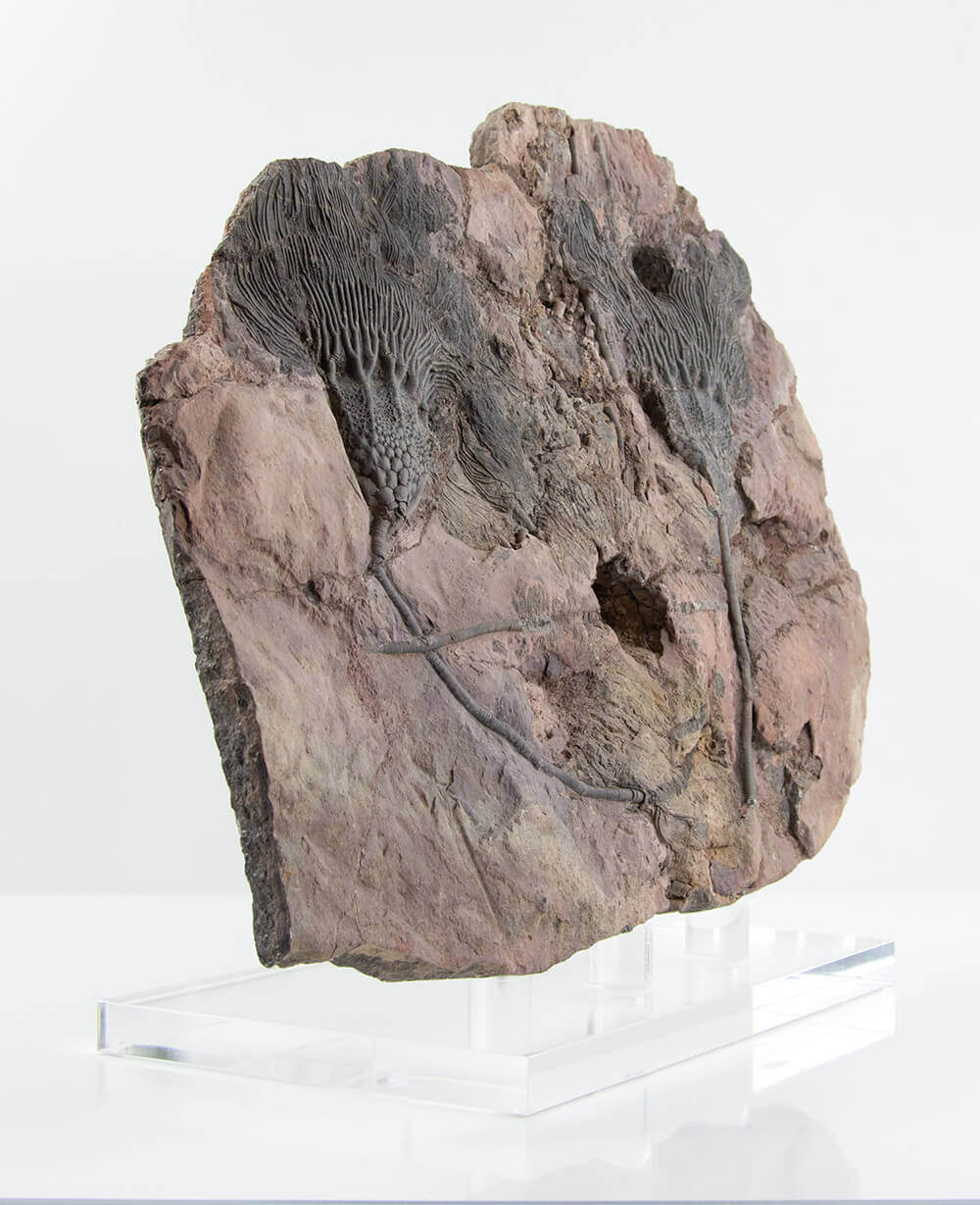 A museum-standard Scyphocrinites elegans crinoid fossil for sale measuring 2.1 feet on our custom designed bronze stand